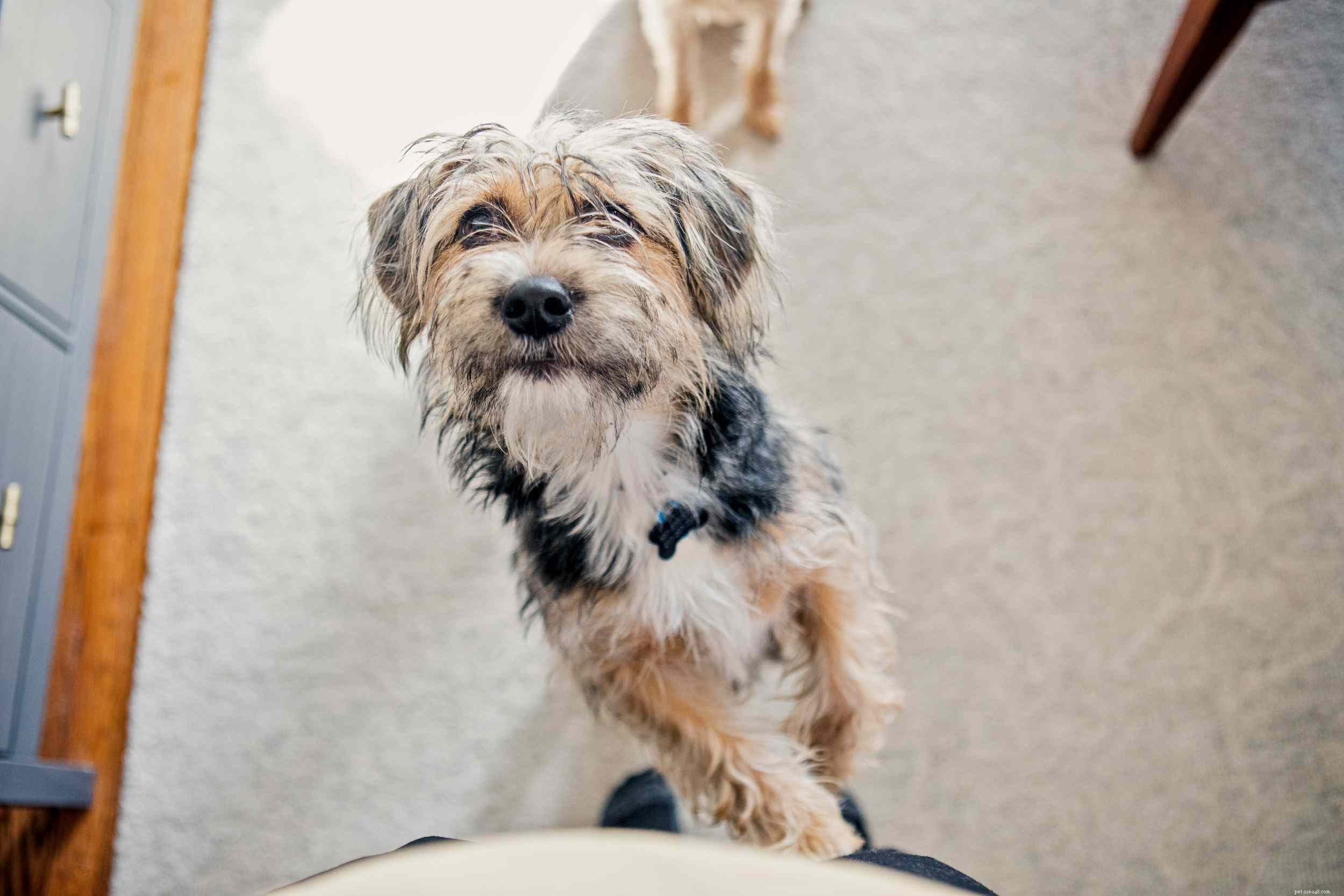 Top 10 Dog Behavior Issues & How to Resolve Them