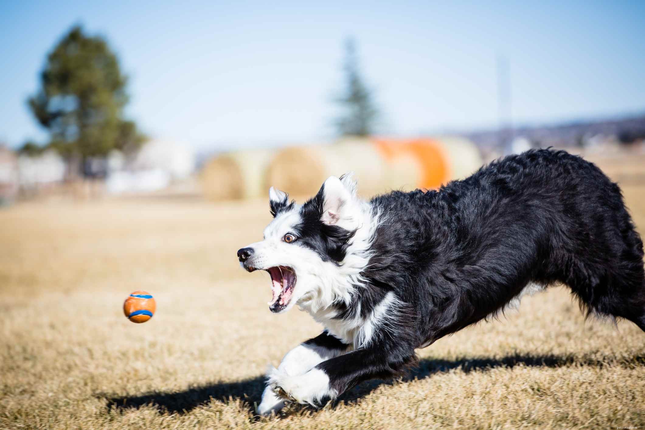 Top 10 Dog Behavior Issues & How to Resolve Them