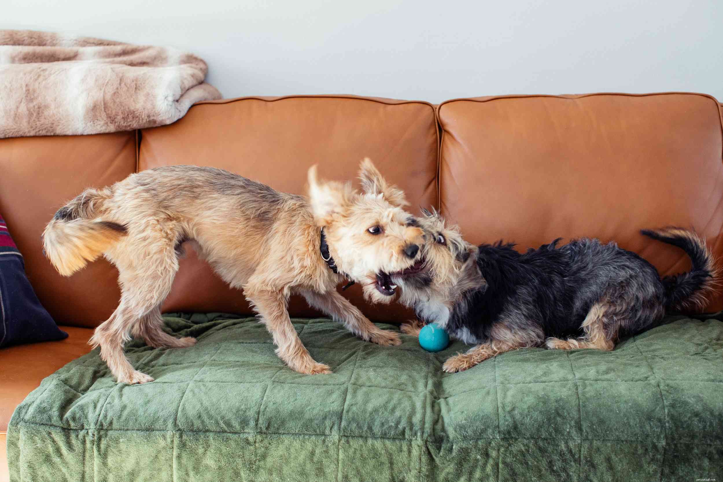 Top 10 Dog Behavior Issues & How to Resolve Them