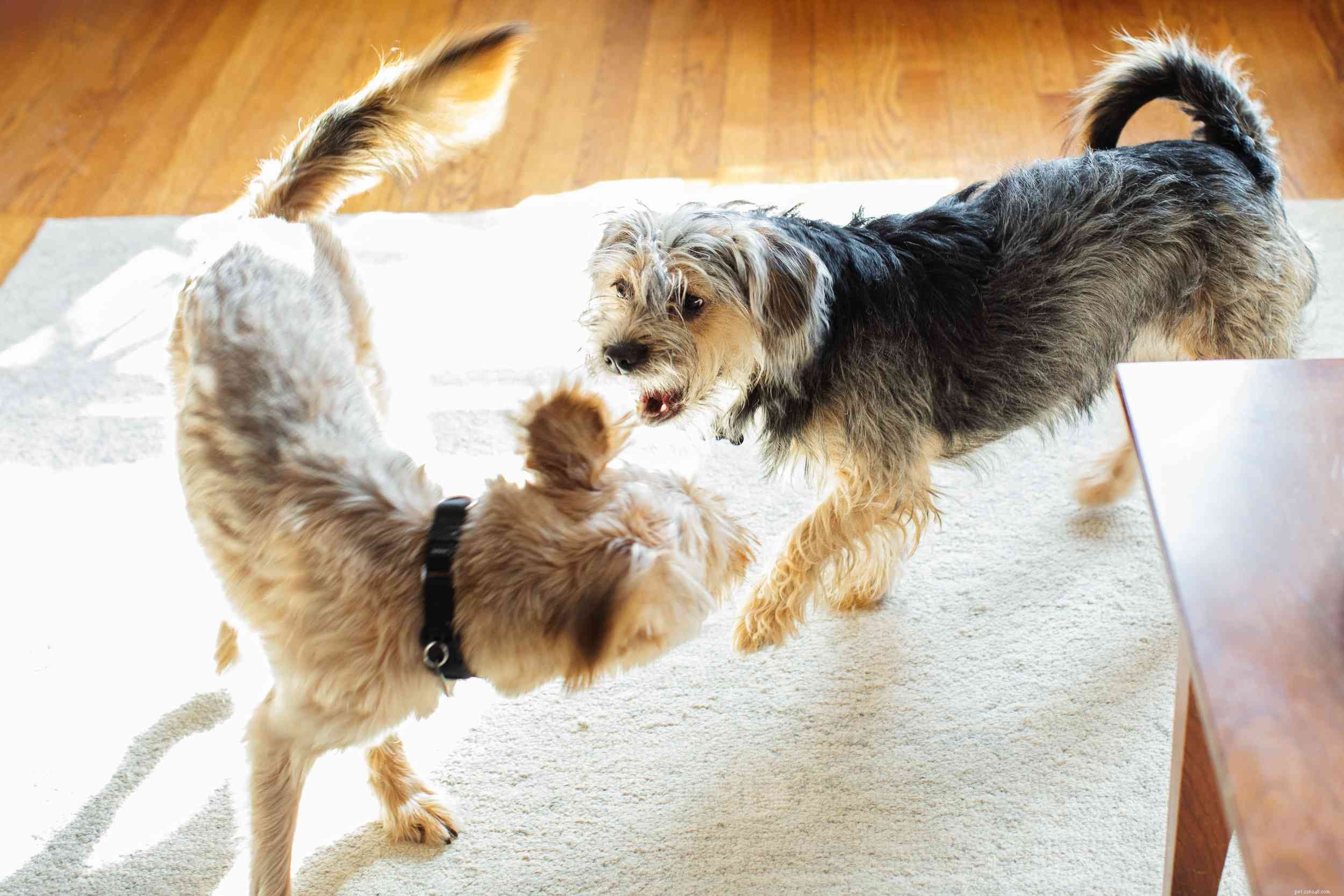 Top 10 Dog Behavior Issues & How to Resolve Them