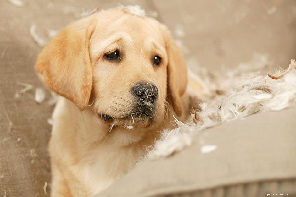 Stop Puppy Chewing: Proven Strategies for Gentle, Effective Training