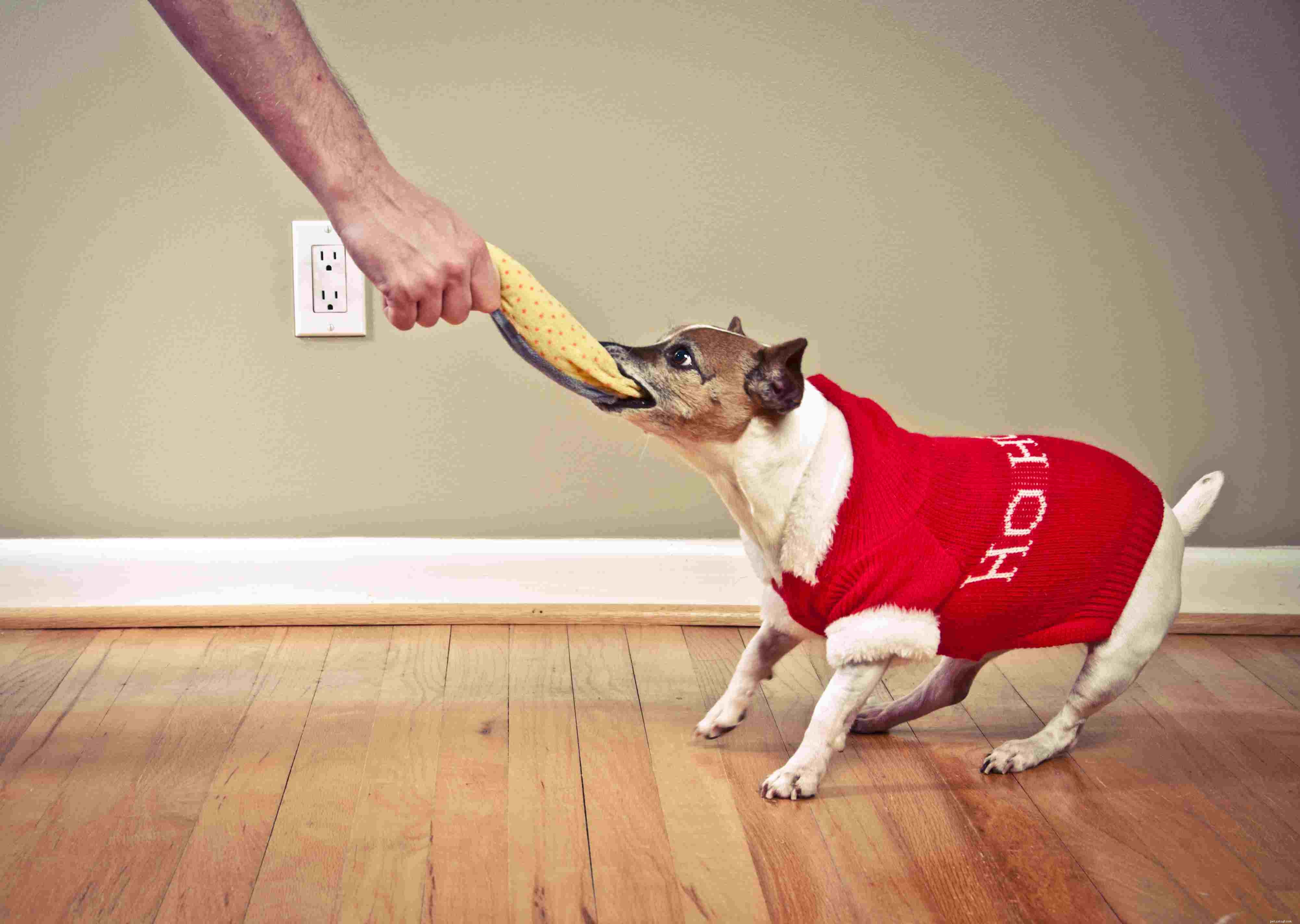 Understanding and Managing Dog Aggression: Causes & Solutions