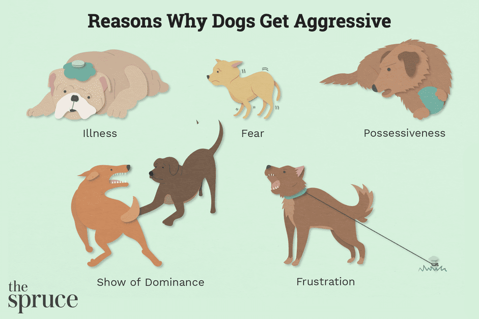 Understanding and Managing Dog Aggression: Causes & Solutions