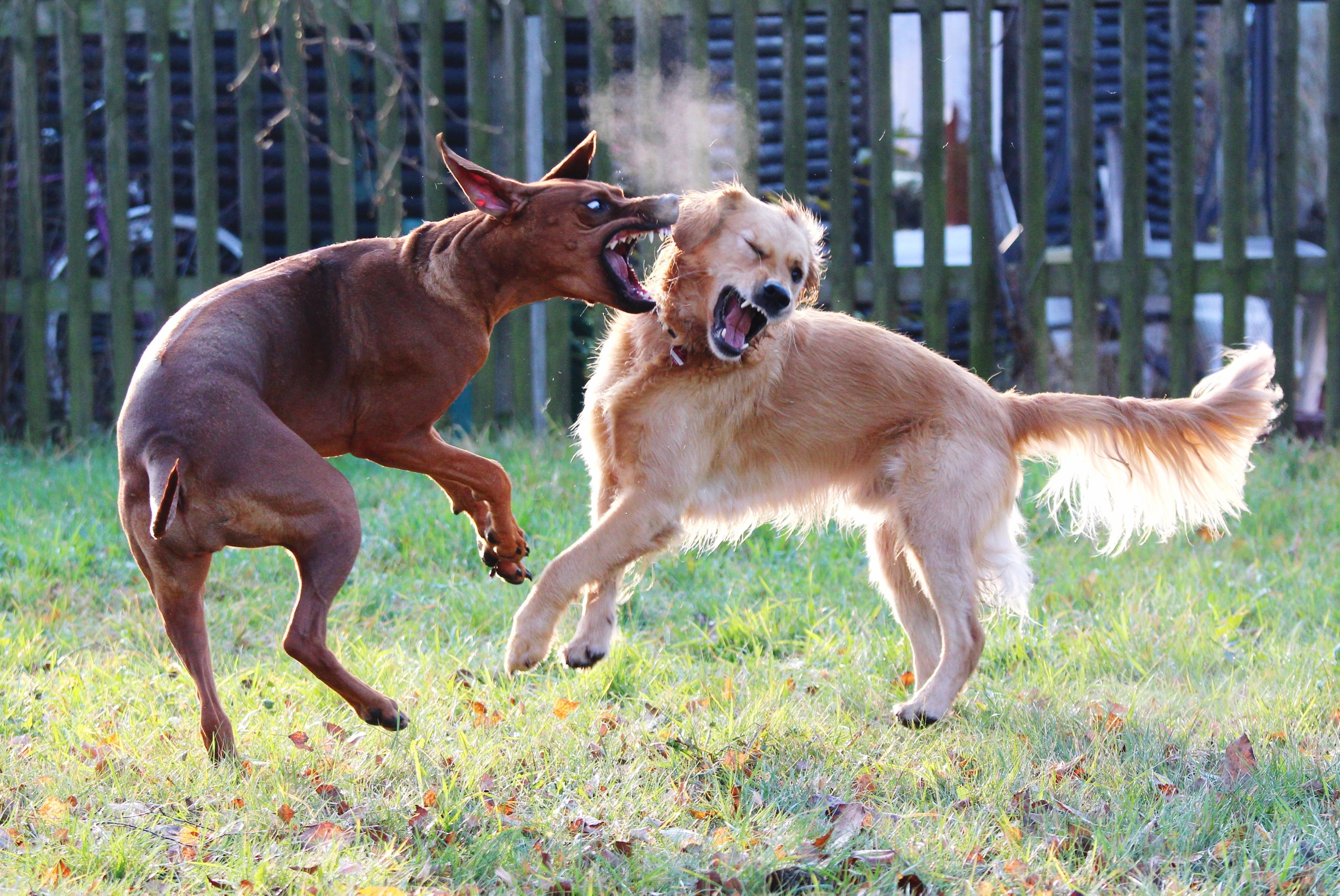 Understanding and Managing Dog Aggression: Causes & Solutions