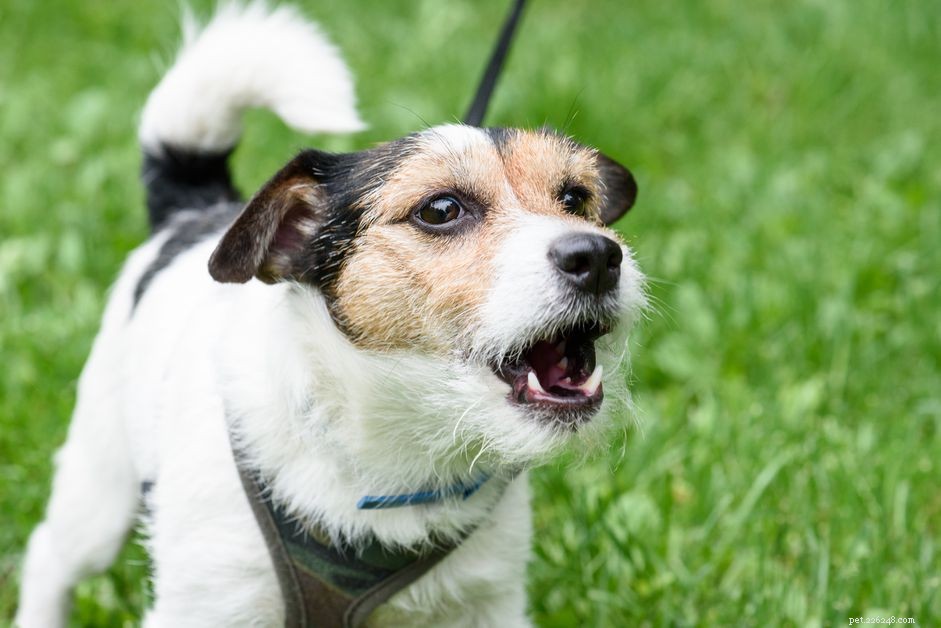 Top Reasons Why Dogs Bark & How to Understand Their Calls