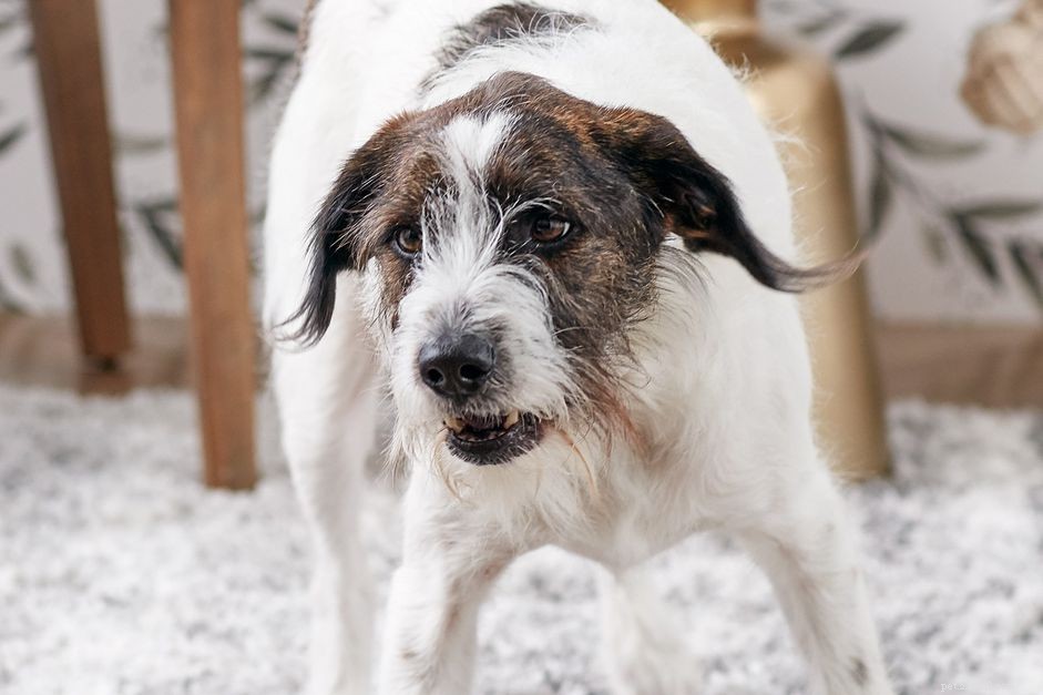 Stop Your Dog’s Growling: Expert Tips to Calm Aggression and Build Trust