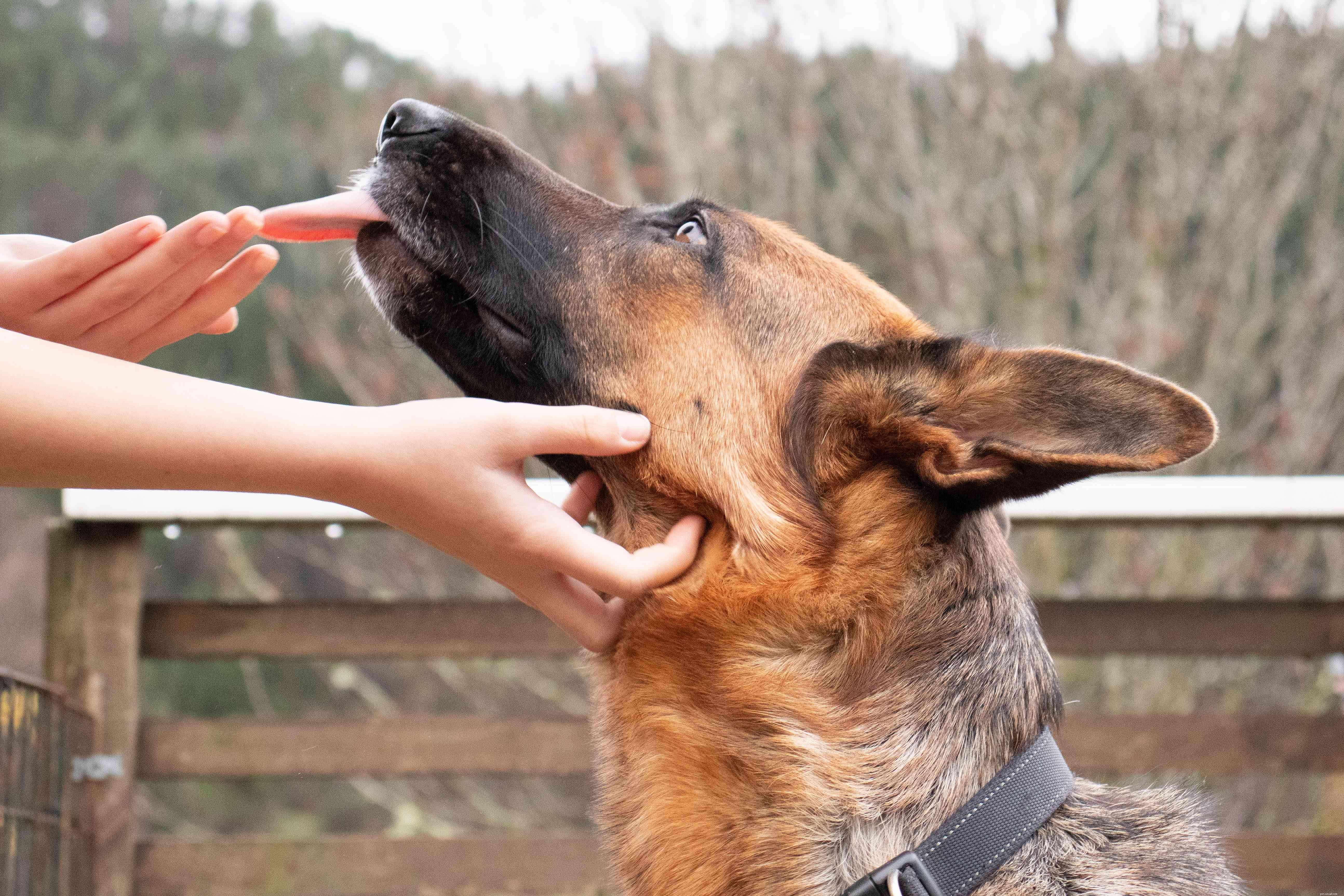 Stop Submissive & Excitement Urination in Dogs: Proven Techniques for Housebroken Dogs