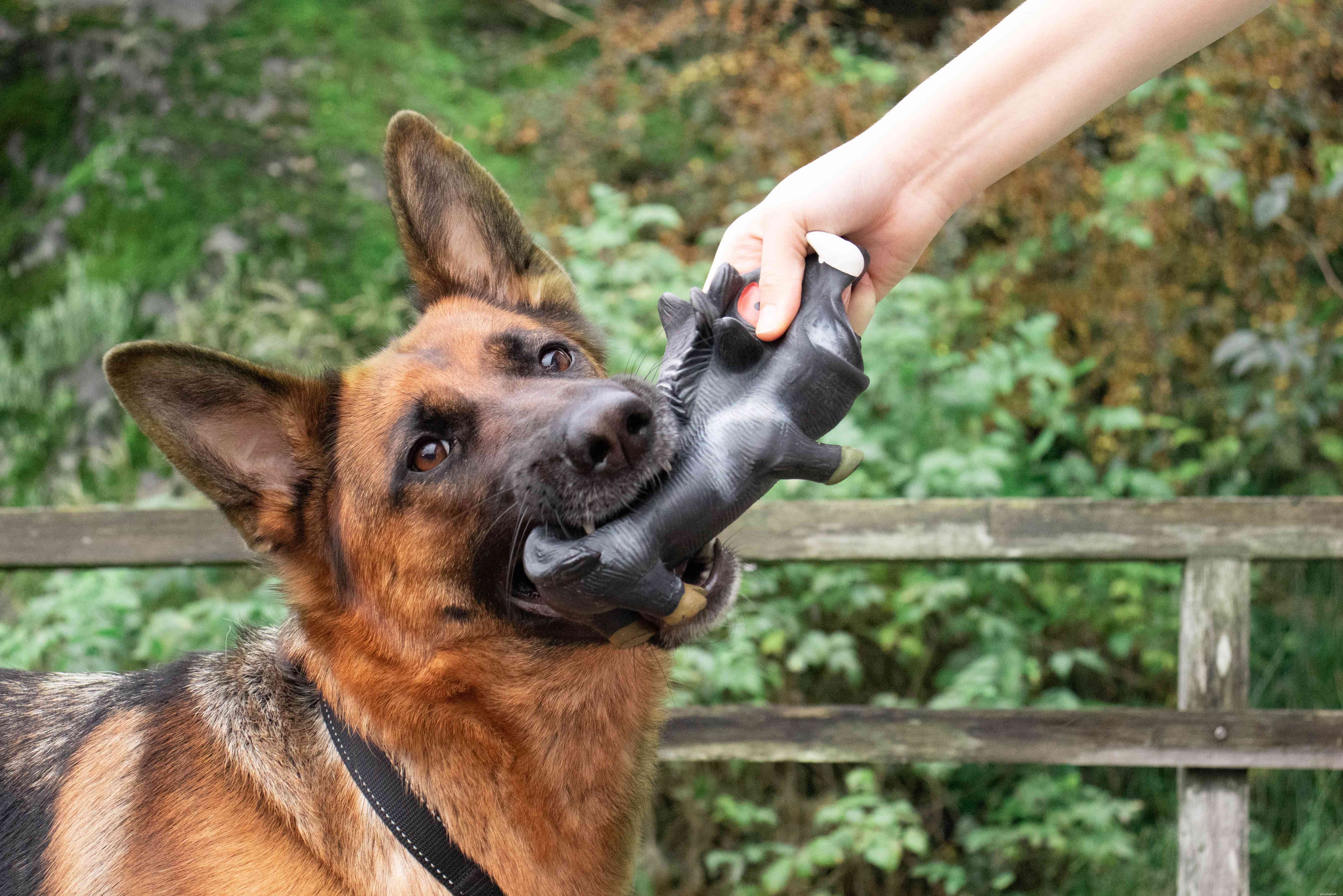 Stop Submissive & Excitement Urination in Dogs: Proven Techniques for Housebroken Dogs