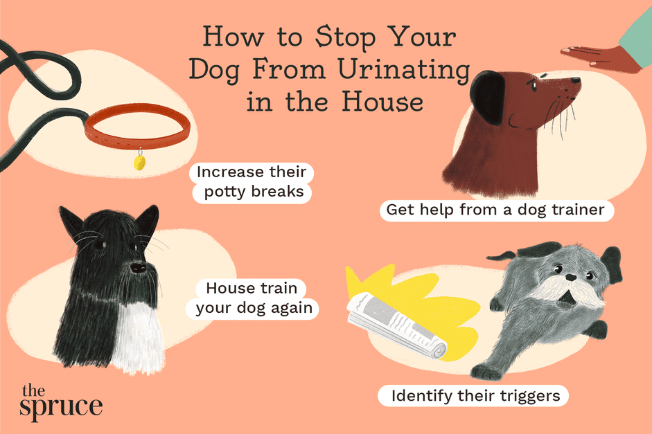 Stop Your Dog from Peeing Inside: Proven Strategies for House Training