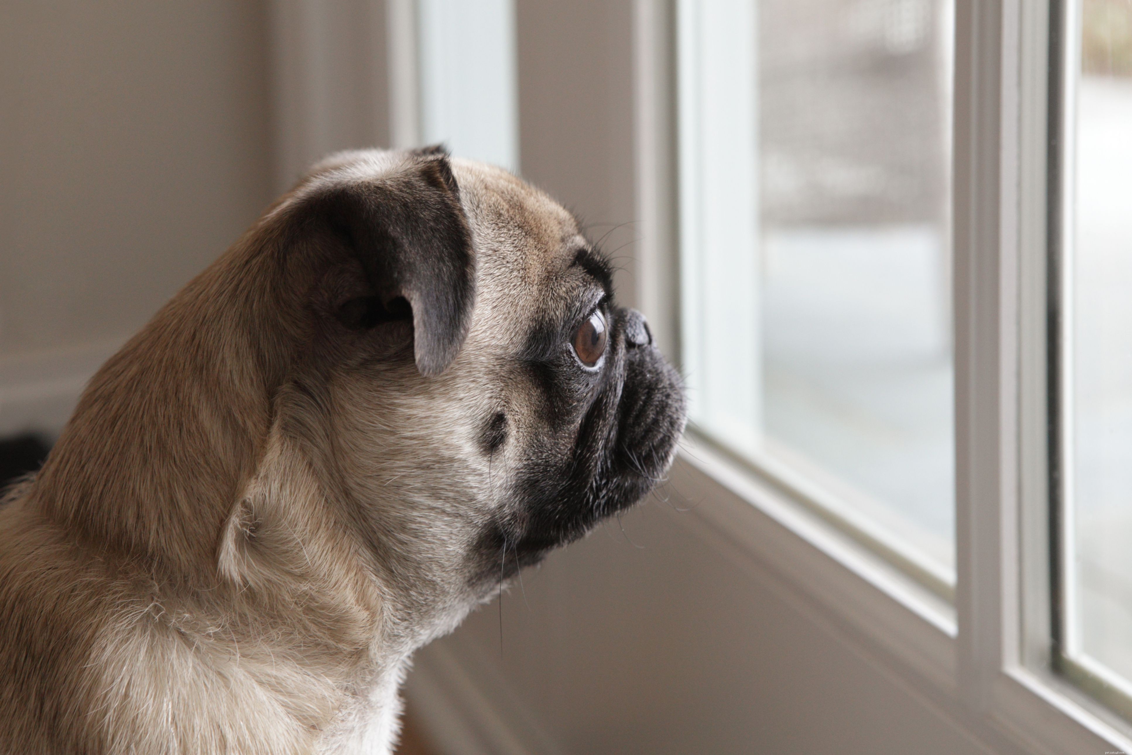 Top 10 Dog Fears: Identifying & Overcoming Common Phobias
