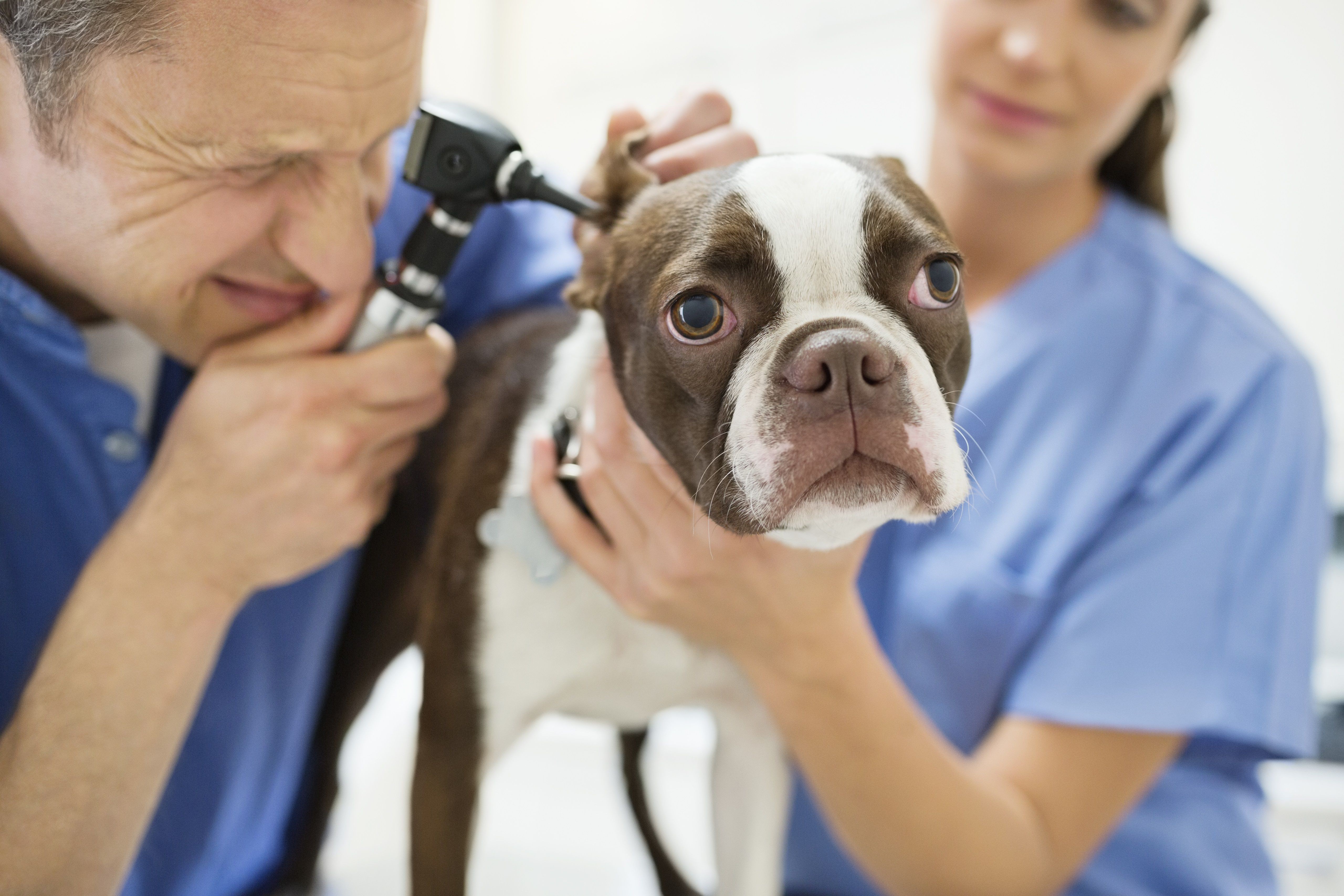 Top 10 Dog Fears: Identifying & Overcoming Common Phobias