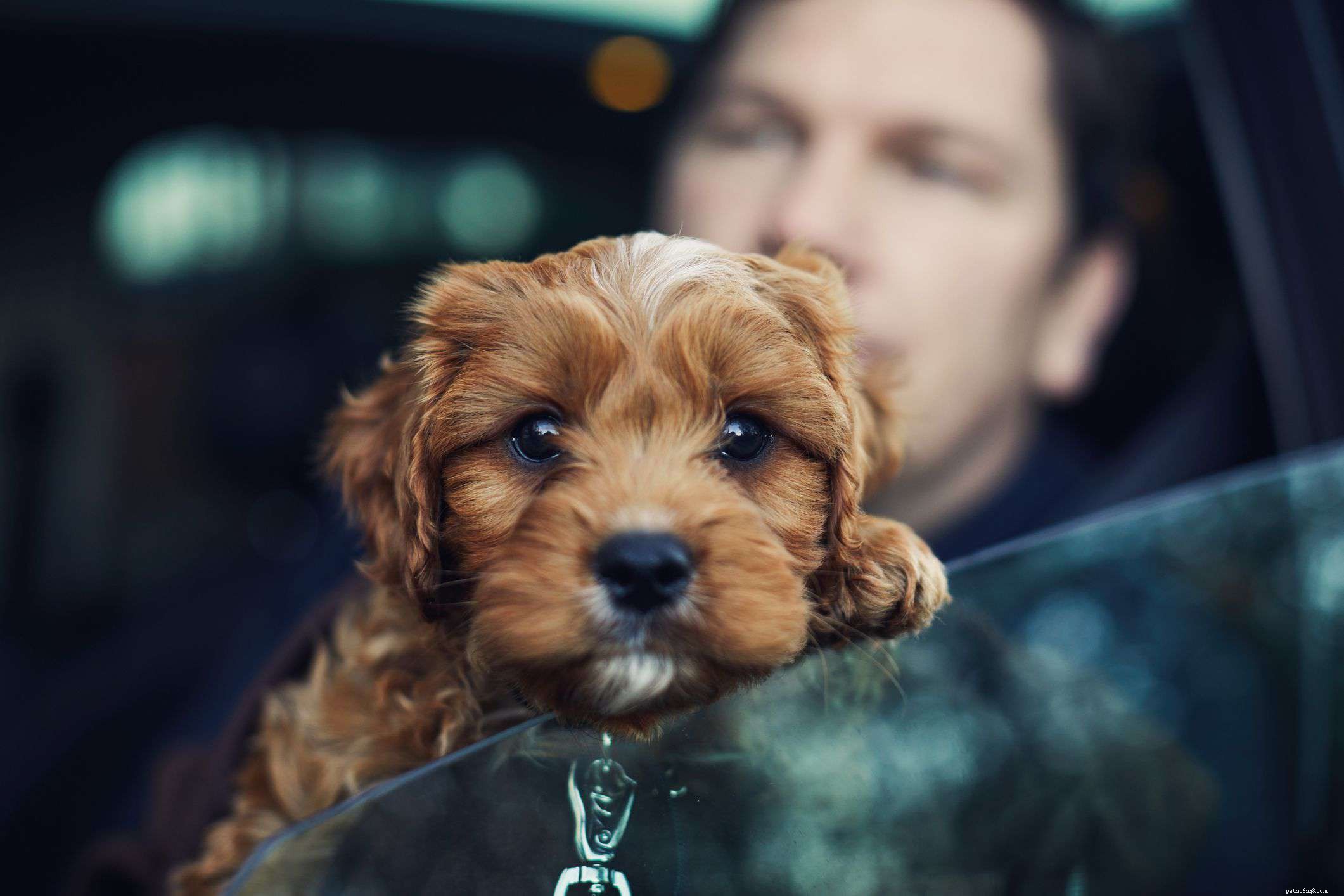 Top 10 Dog Fears: Identifying & Overcoming Common Phobias
