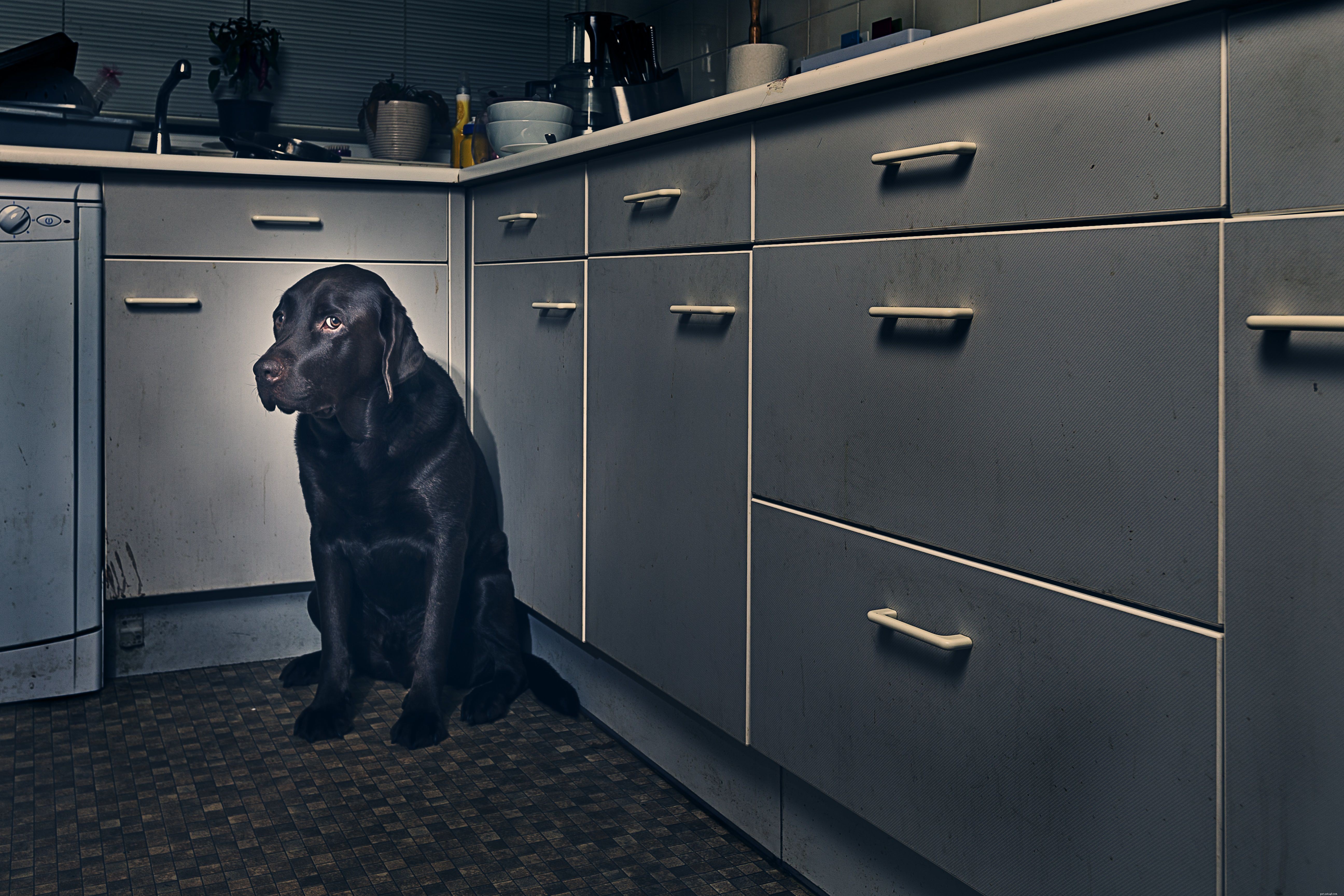 Top 10 Dog Fears: Identifying & Overcoming Common Phobias