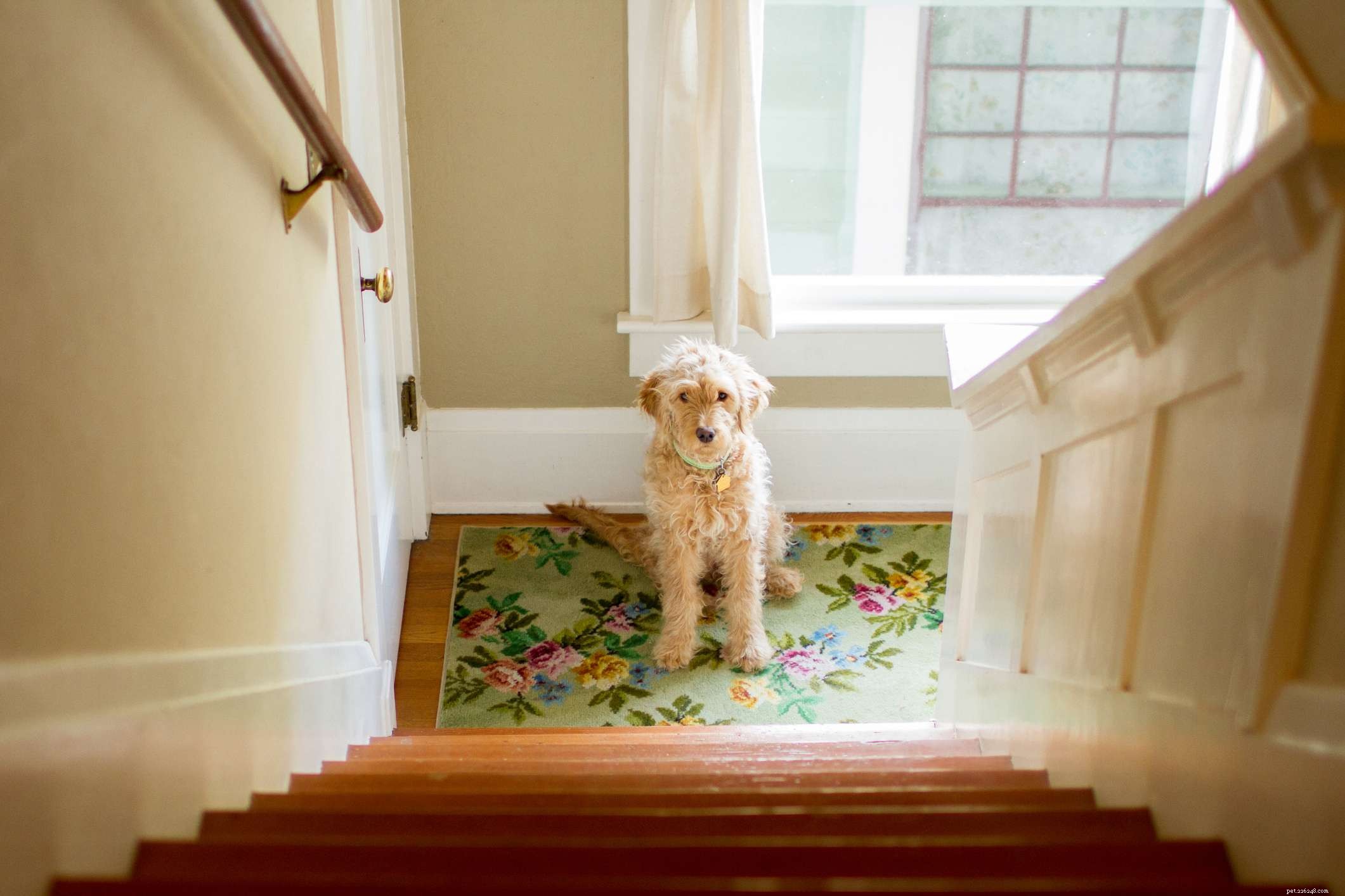 Top 10 Dog Fears: Identifying & Overcoming Common Phobias
