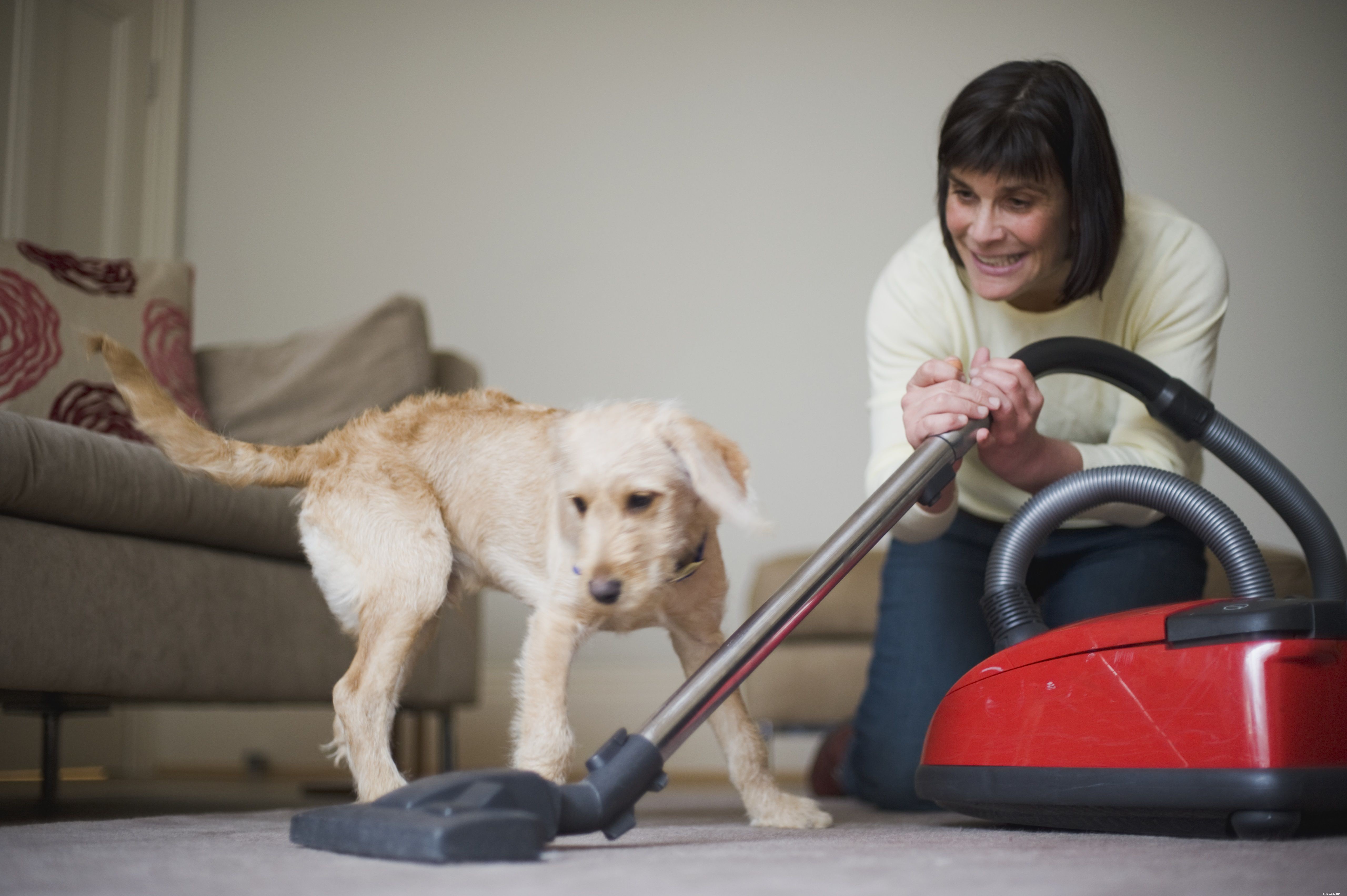 Top 10 Dog Fears: Identifying & Overcoming Common Phobias