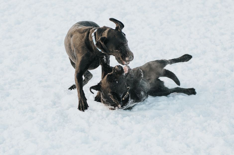 Understanding Dog Aggression: Causes, Prevention, and Safe Intervention Strategies