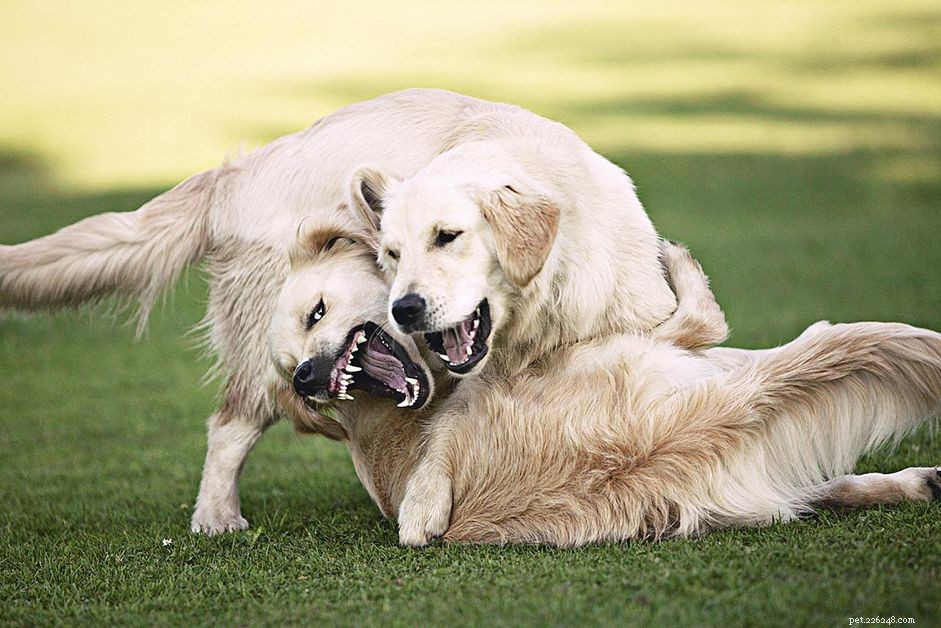 Understanding Why Dogs Fight: Signs, Prevention, and How to Intervene