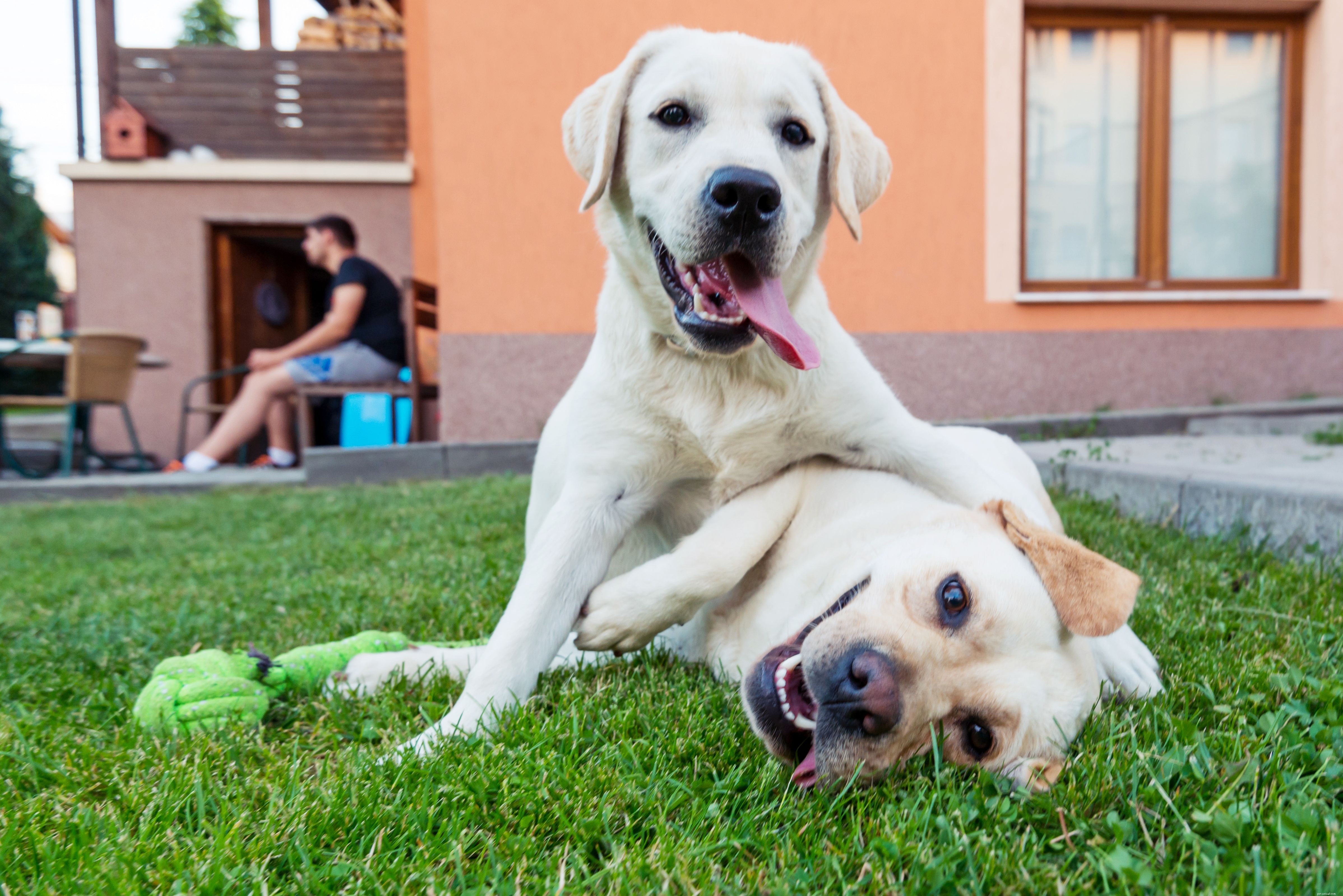 Understanding Why Dogs Fight: Signs, Prevention, and How to Intervene