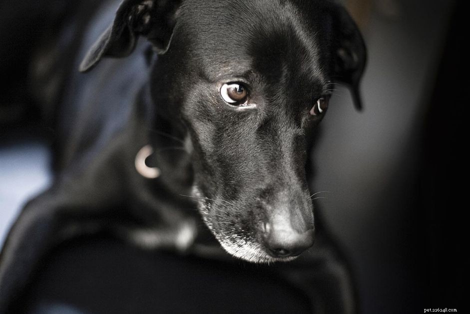Safe Guidelines for Approaching Fearful, Shy, or Aggressive Dogs