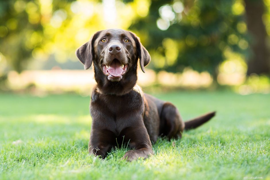 Understanding Why Dogs Eat Poop & Effective Ways to Stop the Habit