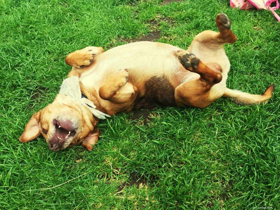 The Science Behind Why Dogs Roll in Smelly Things – Explained