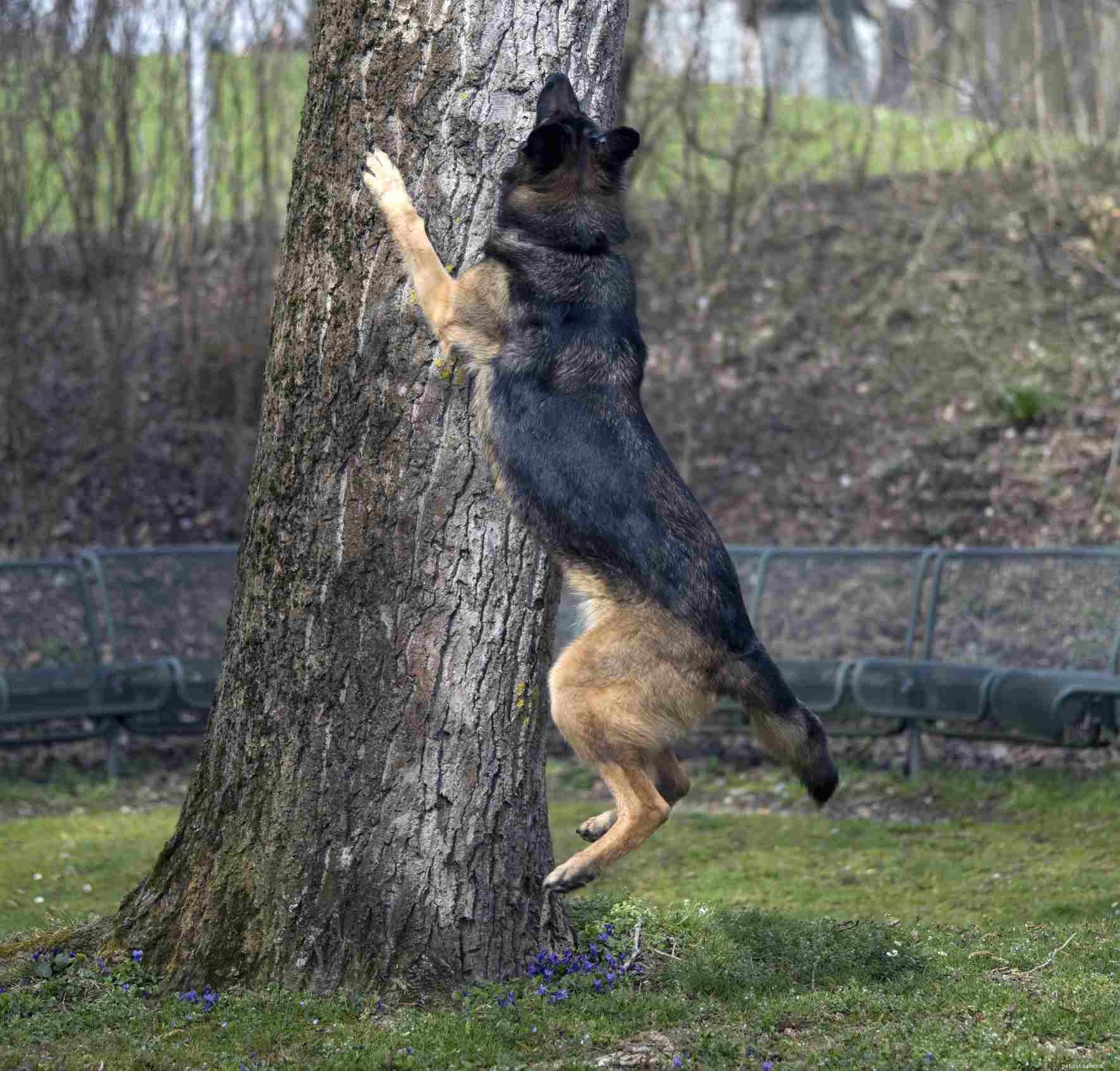 How to Stop Aggressive Dog Behavior: Proven Techniques and Professional Guidance