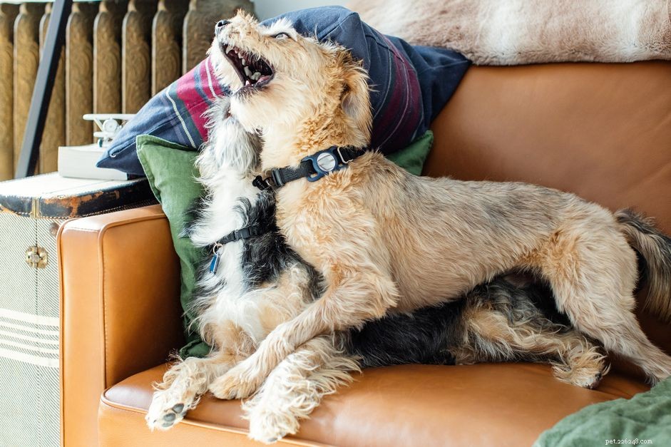 Stop Your Dog’s Possessive Aggression: Proven Training Techniques