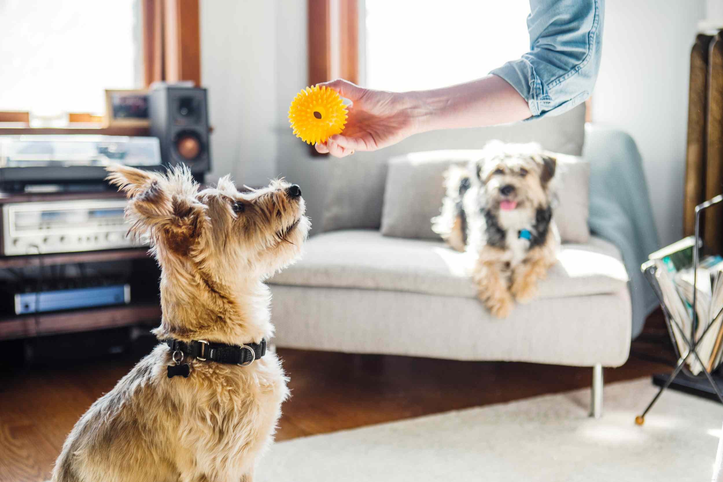 Stop Your Dog’s Possessive Aggression: Proven Training Techniques