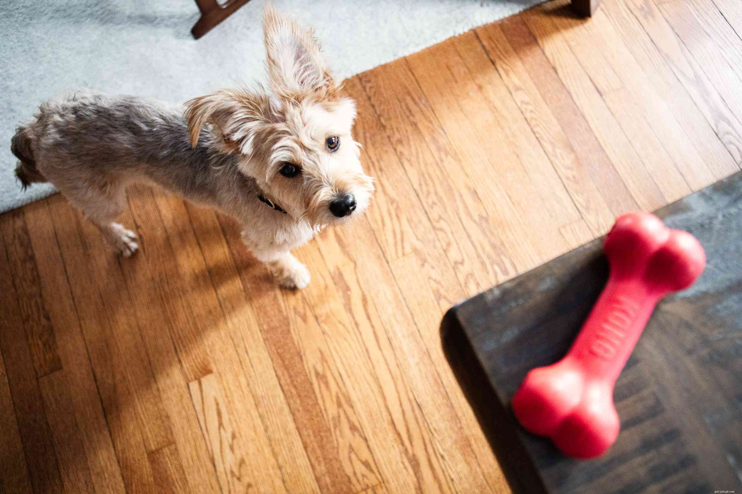 Stop Your Dog’s Possessive Aggression: Proven Training Techniques