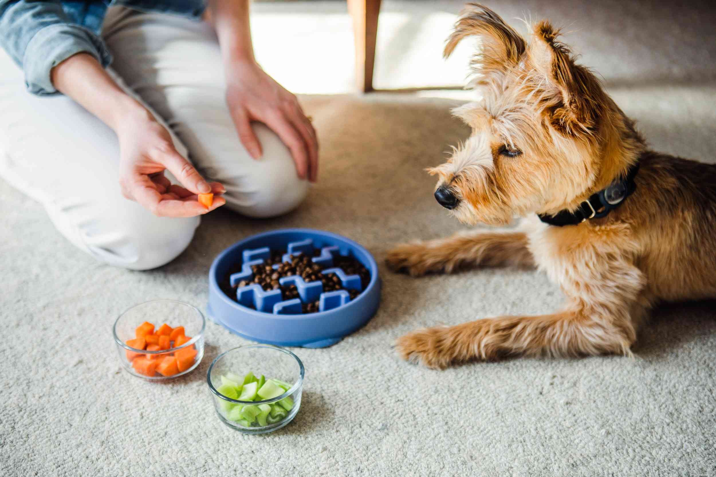 Stop Your Dog’s Possessive Aggression: Proven Training Techniques