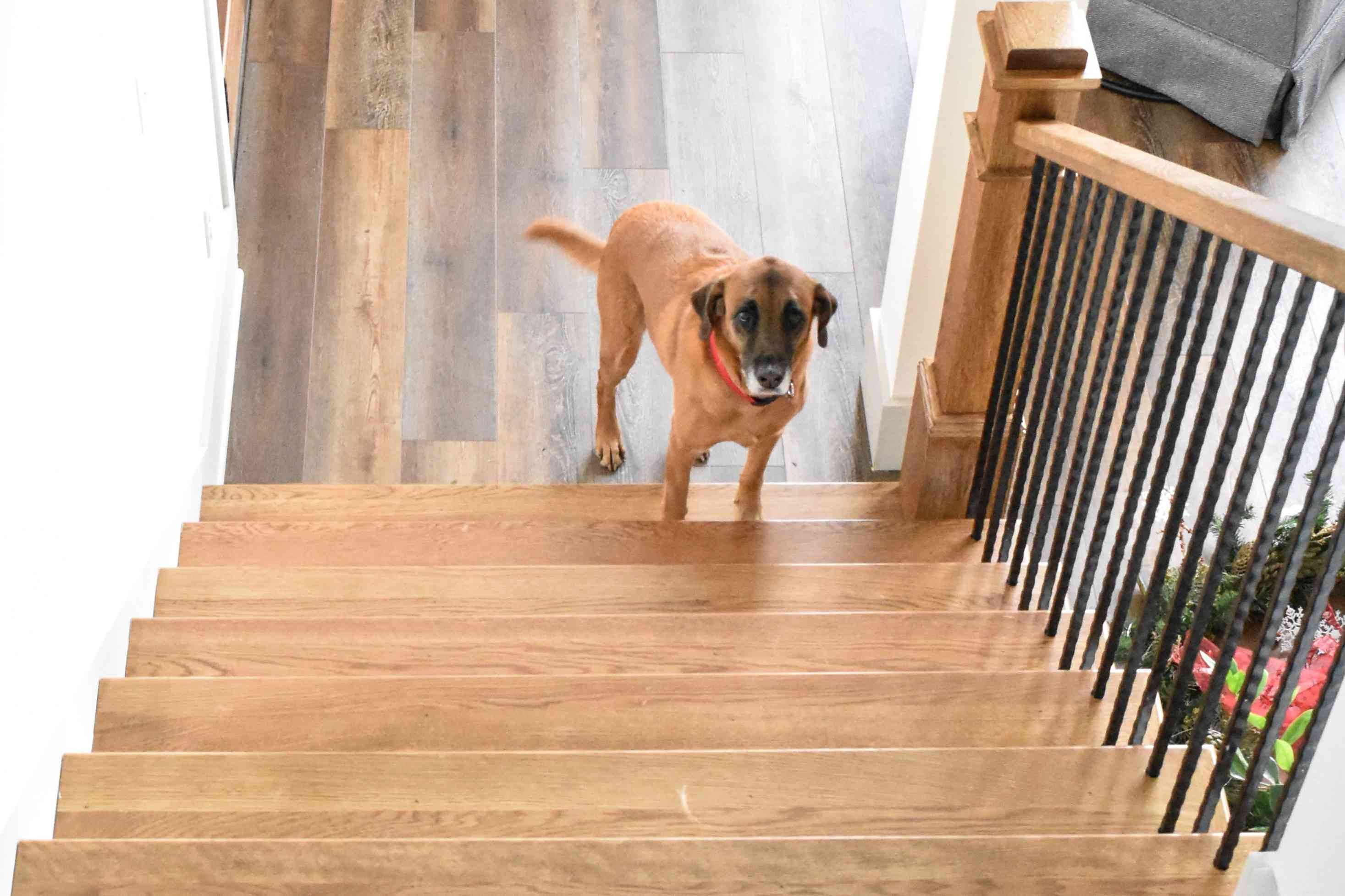Helping Your Dog Overcome Fear of Stairs: Expert Tips