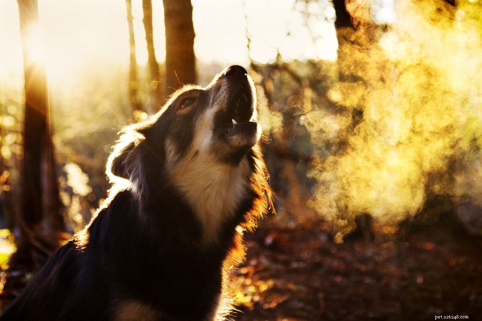 Effective Ways to Quiet Your Dog’s Excessive Barking