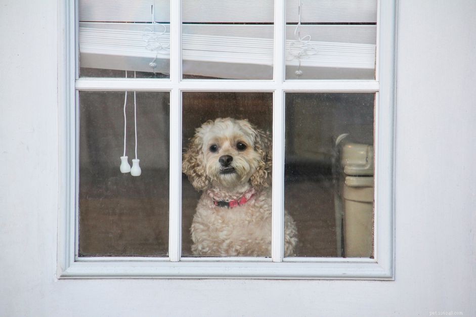 Managing Separation Anxiety in Dogs: Signs, Causes, and Effective Solutions