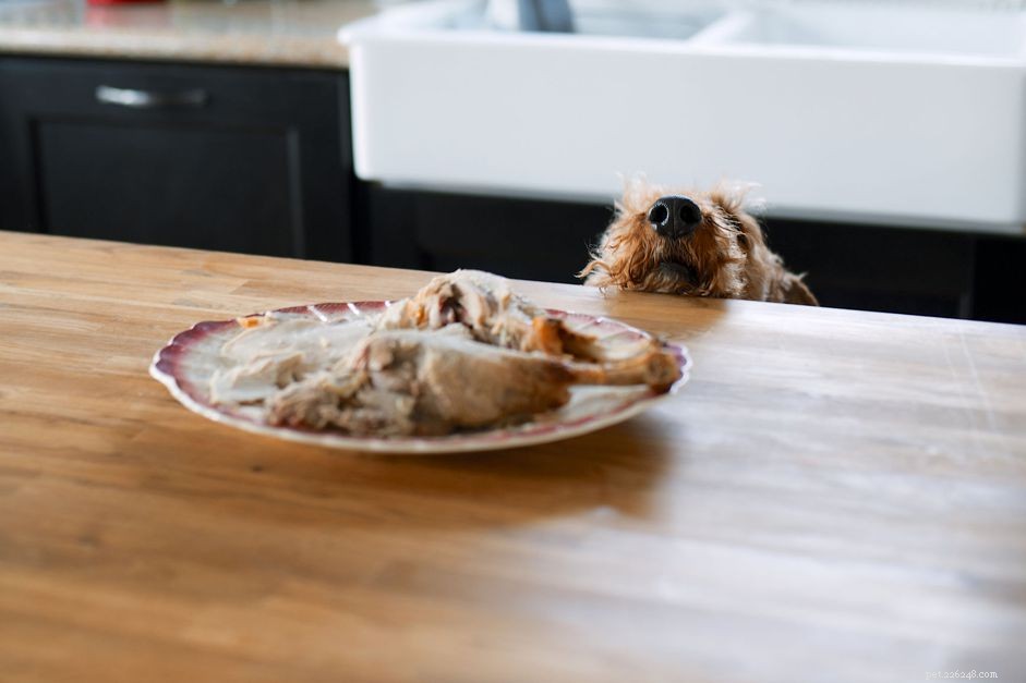 Stop Your Dog from Jumping on Kitchen Counters: Effective Training Tips