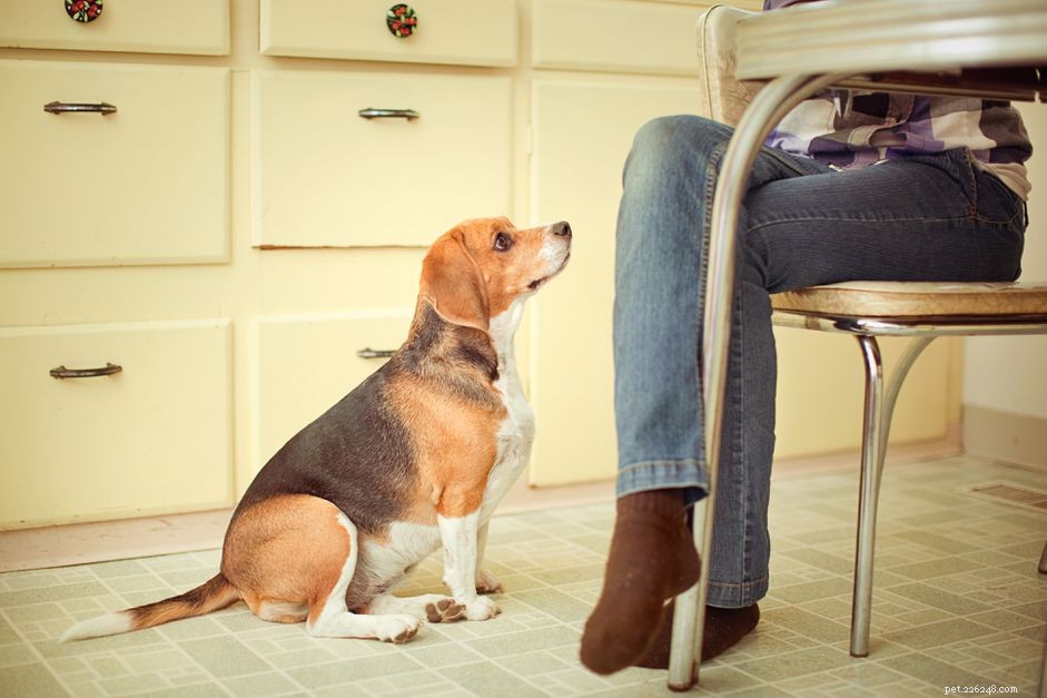 Stop Your Dog from Begging: Proven Training Techniques