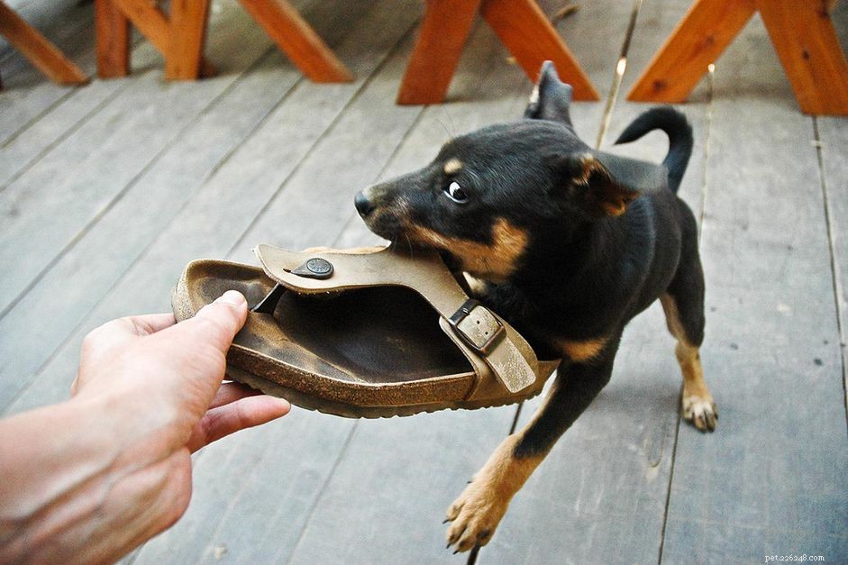 Proven Ways to End Destructive Chewing in Dogs and Puppies