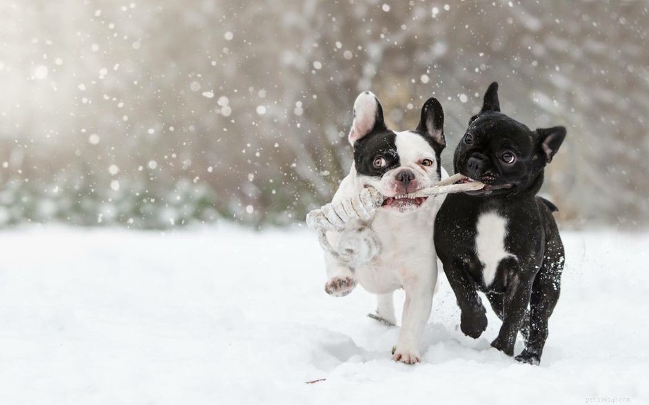 Training Your Dog for Lifelong Social Confidence