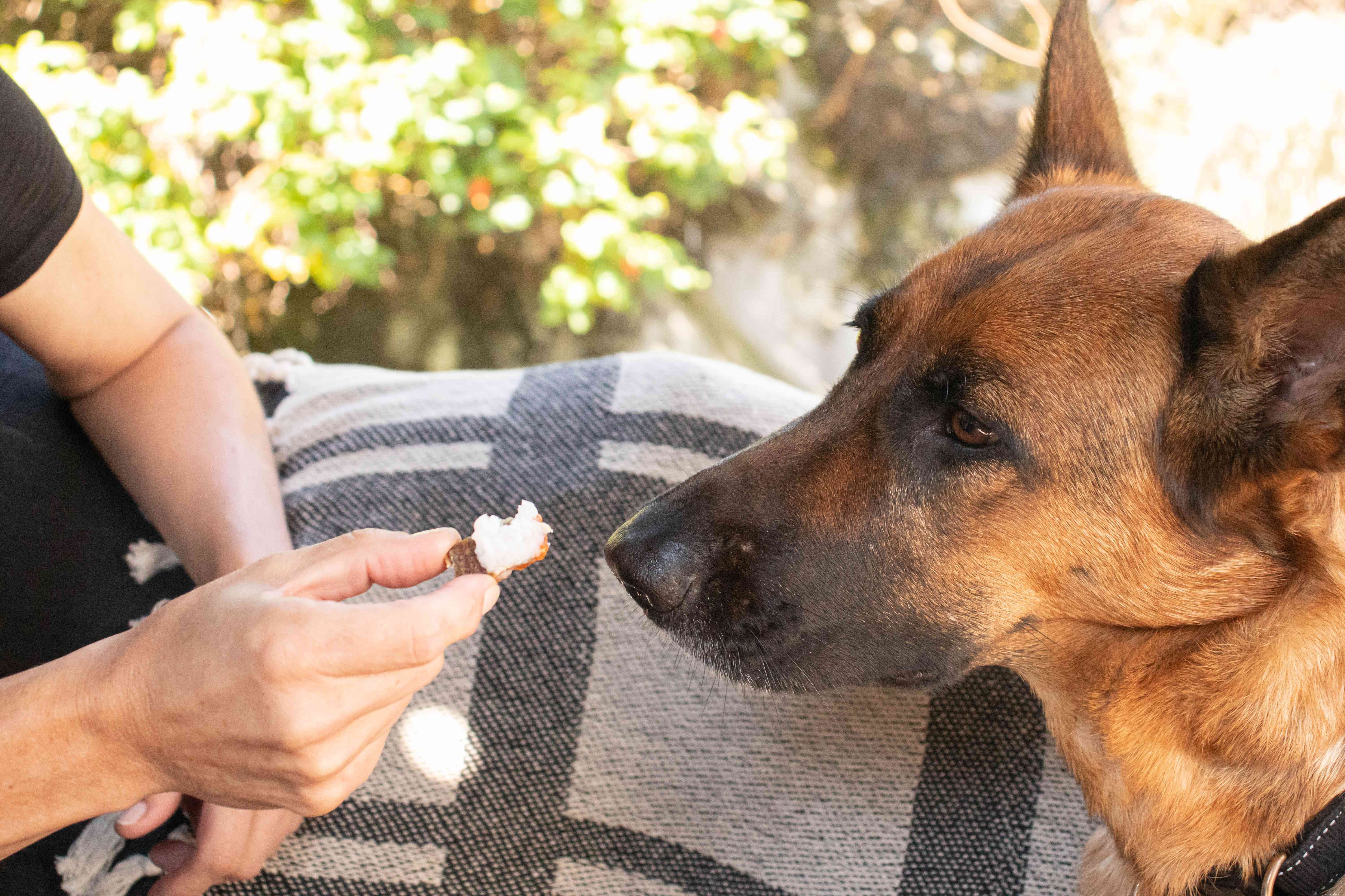 5 Ways Coconut Oil Benefits Your Dog: Health, Skin, Dental Care & More