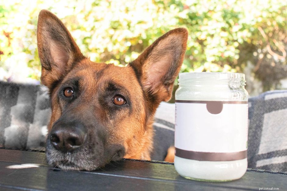 5 Ways Coconut Oil Benefits Your Dog: Health, Skin, Dental Care & More