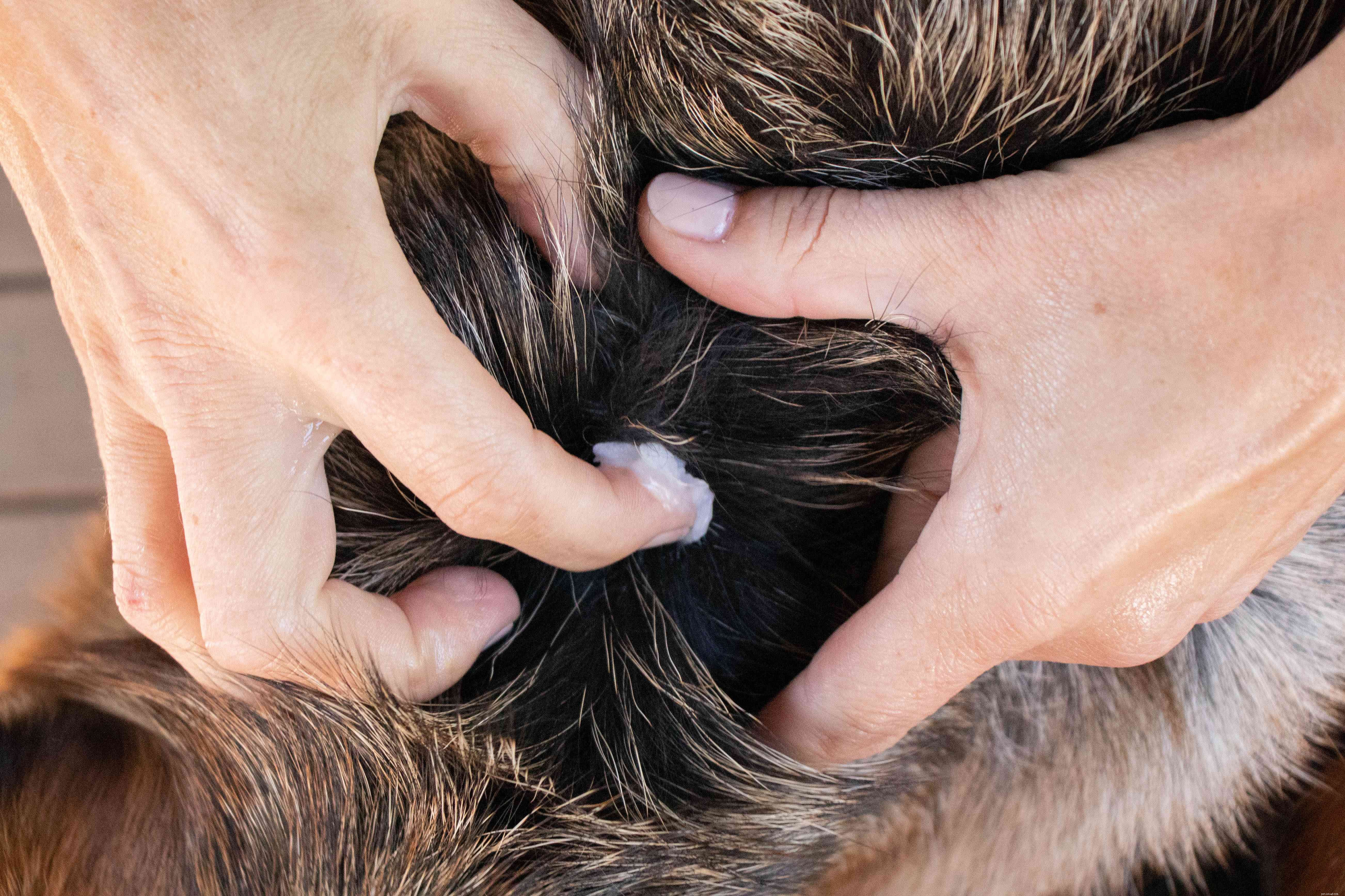 5 Ways Coconut Oil Benefits Your Dog: Health, Skin, Dental Care & More