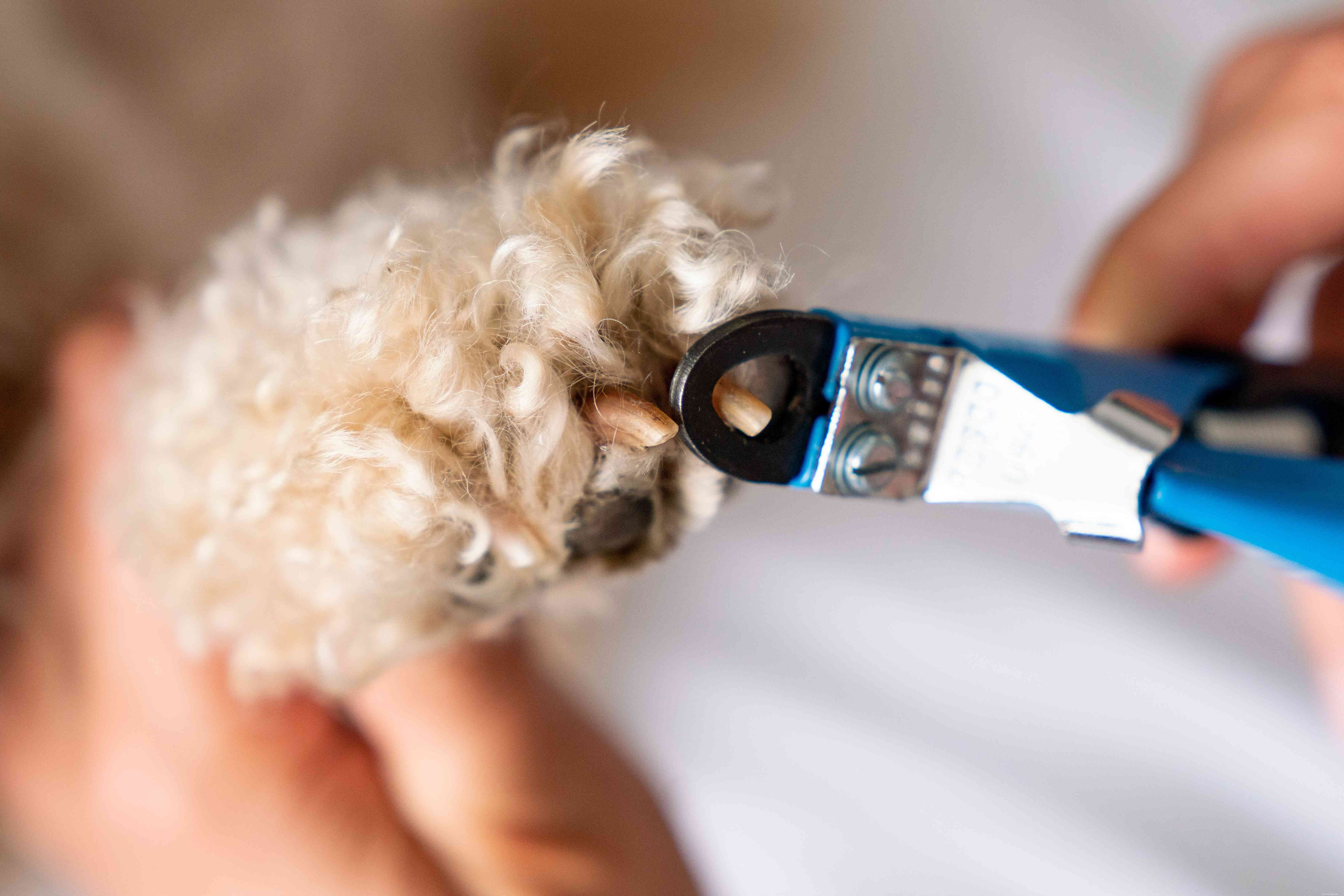 8 Common Dog Paw Problems Every Owner Should Know
