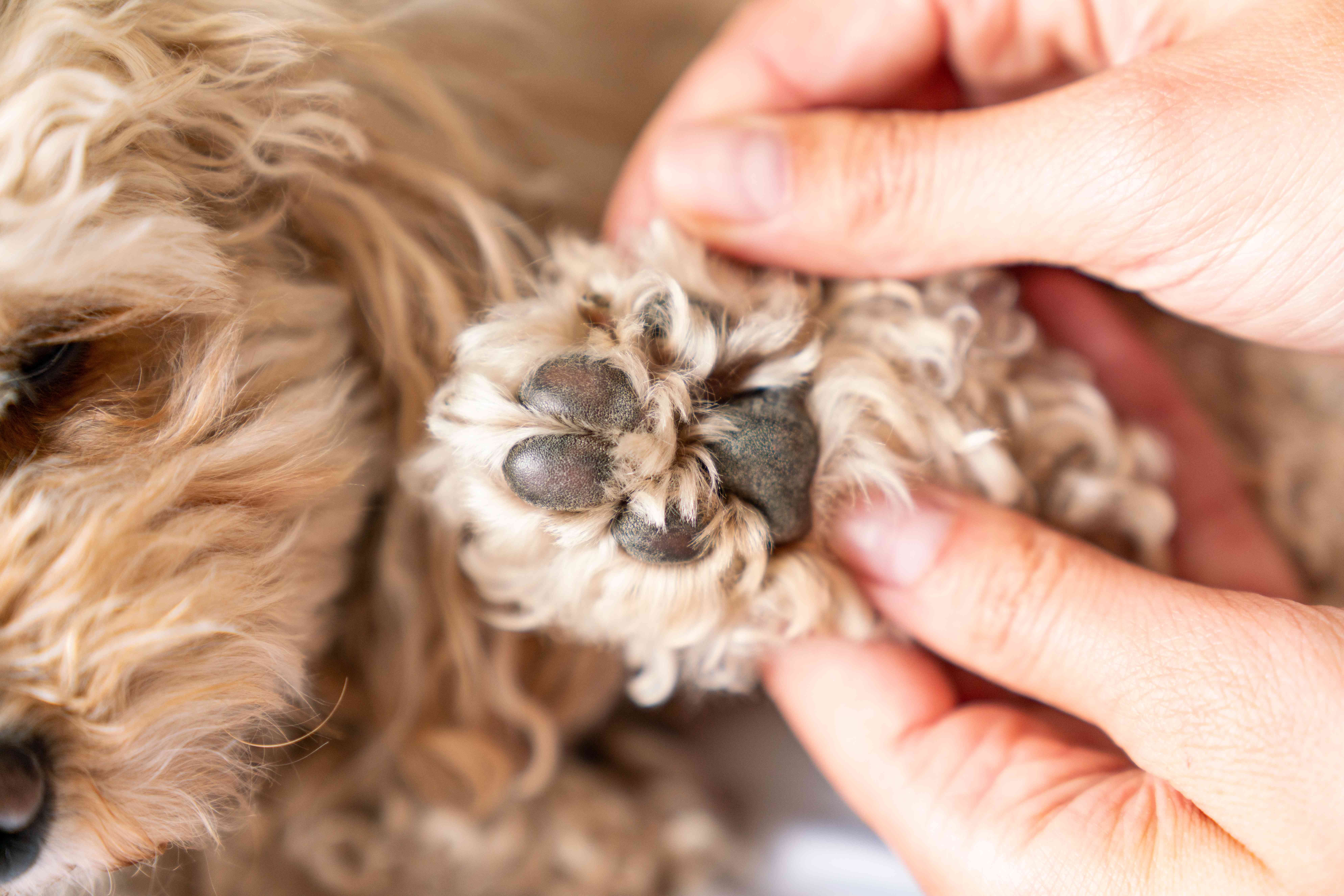 8 Common Dog Paw Problems Every Owner Should Know