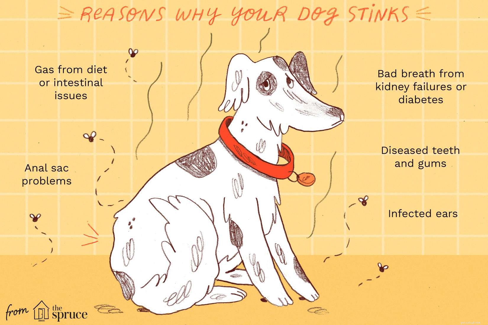 Common Causes of Dog Odor and Effective Solutions