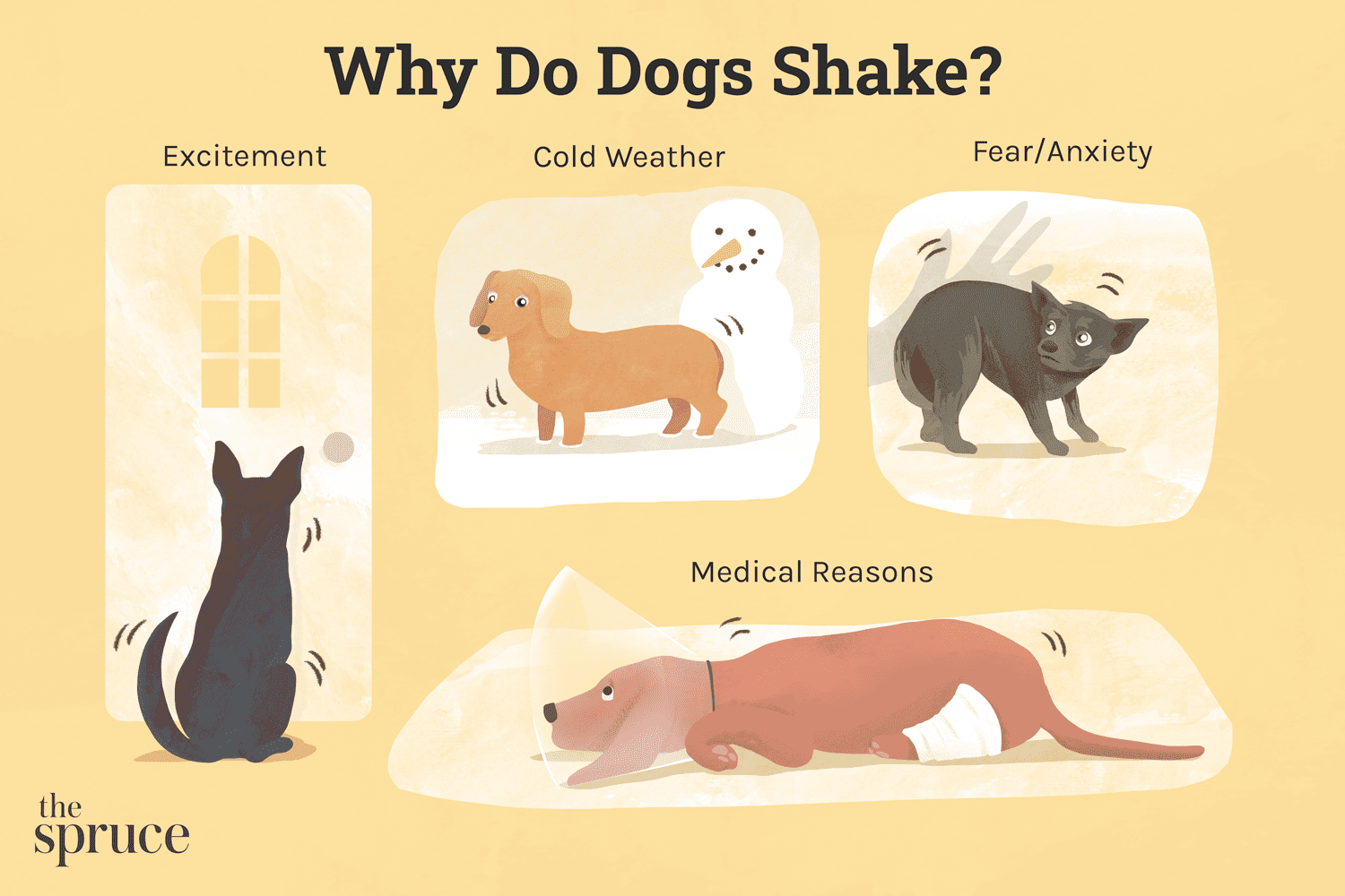 Why Dogs Shake: Understanding Shivering, Trembling & How to Help