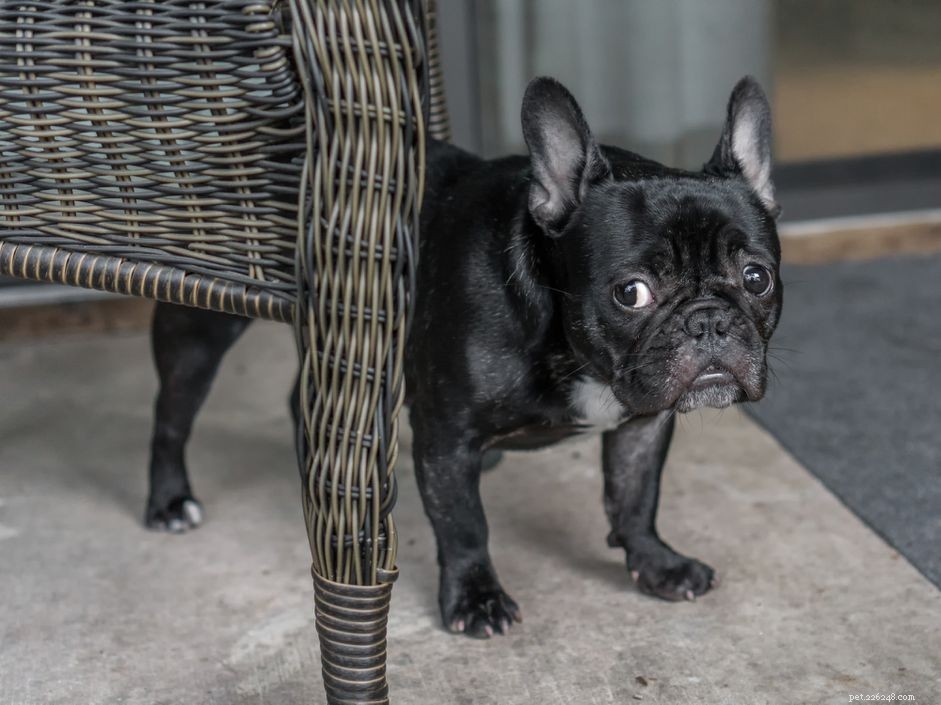 Why Dogs Shake: Understanding Shivering, Trembling & How to Help