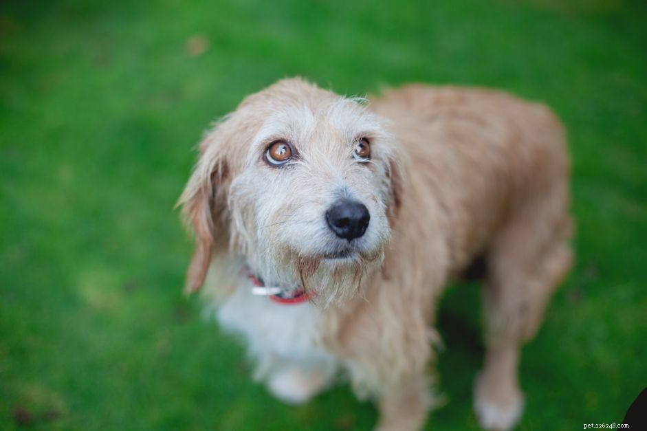 Dog Constipation: Causes, Symptoms, and Effective Treatments