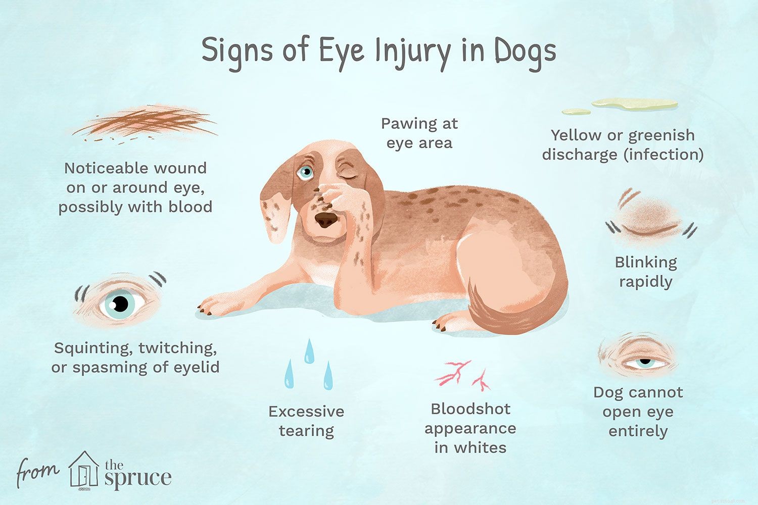 Understanding Dog Eye Injuries: Causes, Symptoms & Effective Treatments