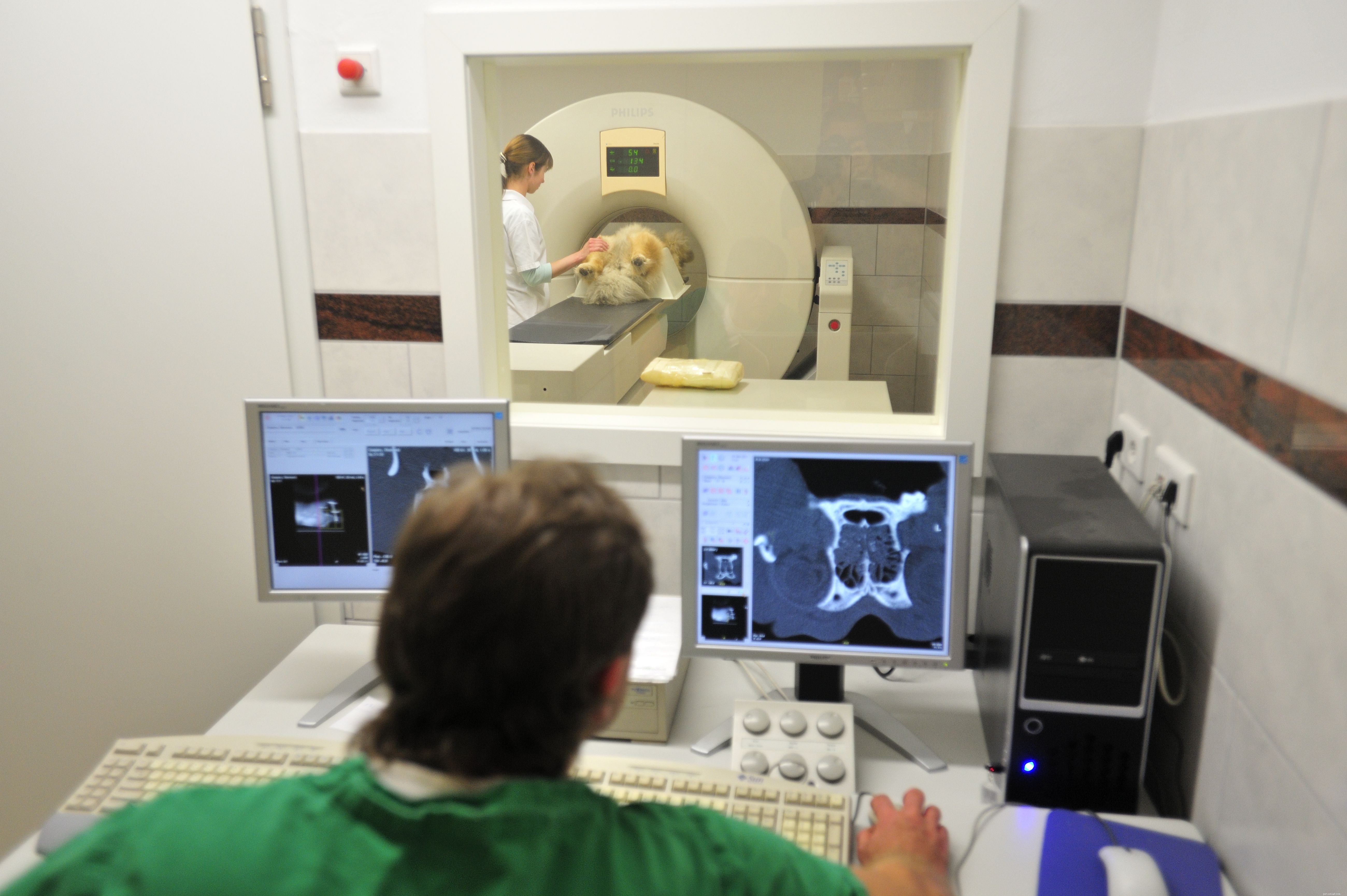 Effective Treatments for Canine Seizures & Brain Disorders