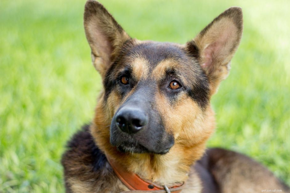 Managing Ehrlichiosis in Dogs: Proven Tick-Borne Treatment Strategies