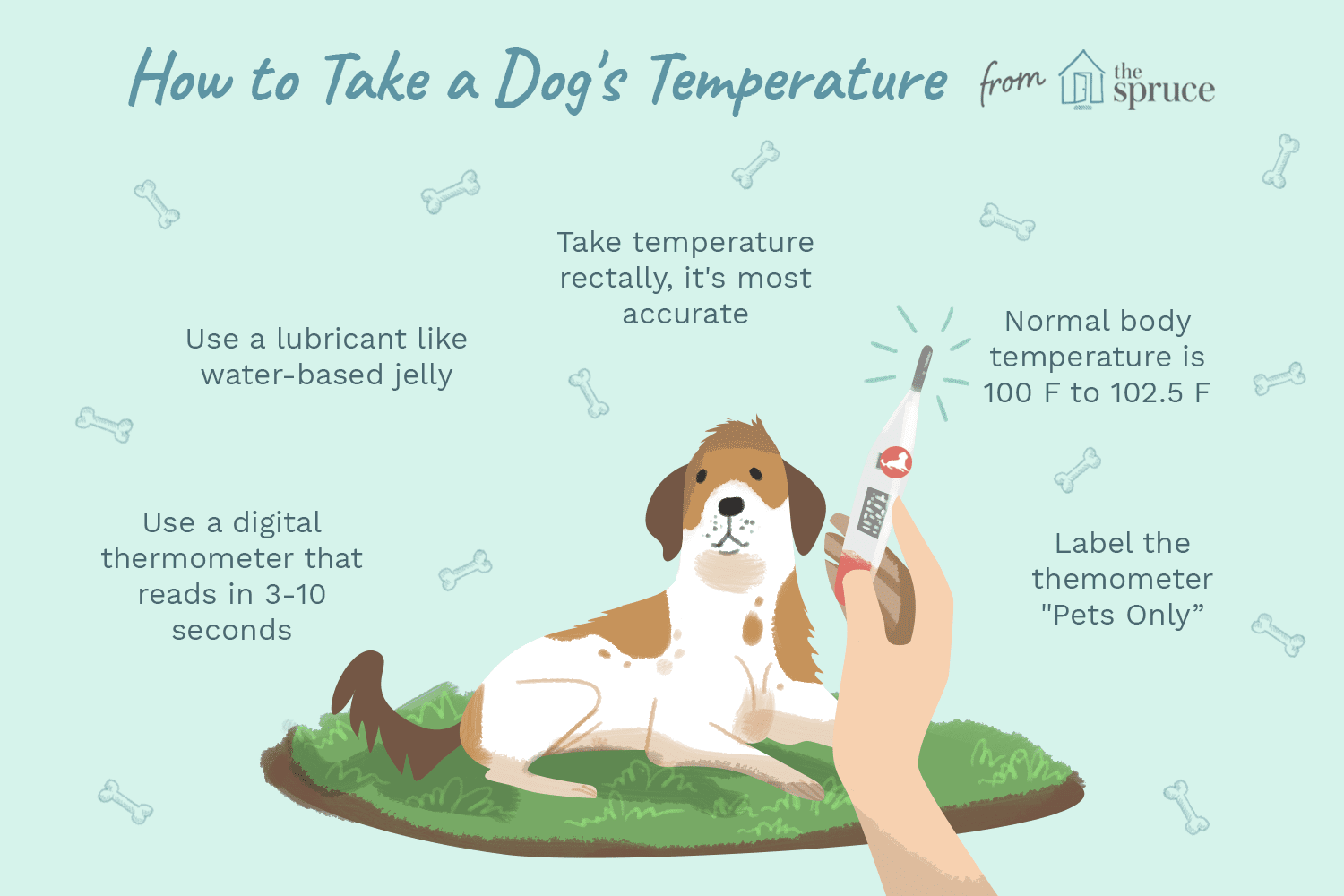 How to Measure and Interpret Your Dog’s Body Temperature – A Complete Guide